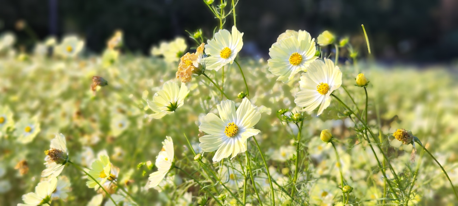 Bild von weißen Blumen, die in einem Feld blühen, mit grünen Blättern und verschwommenem natürlichem Hintergrund