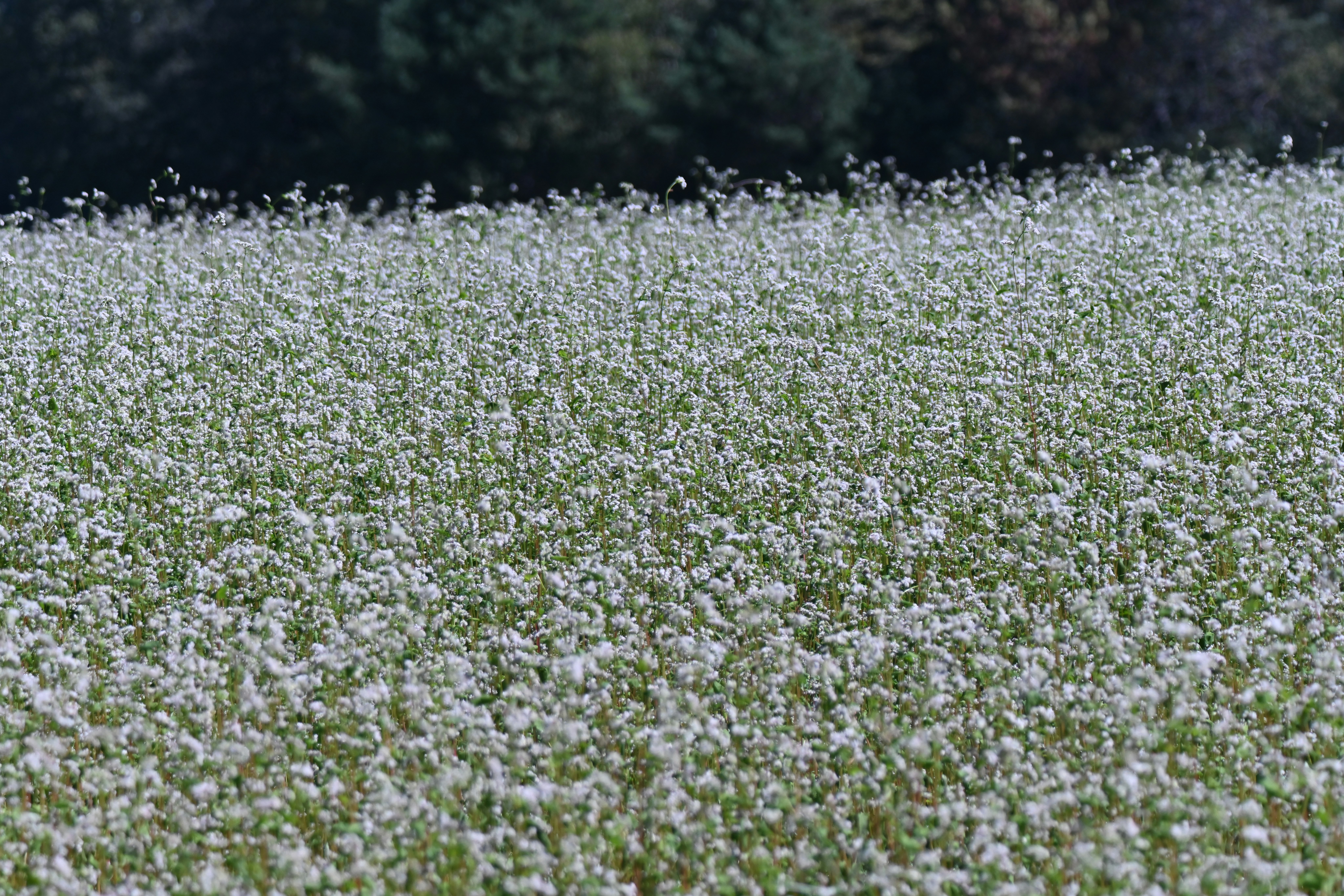 buckwheat field covered with white blossoms