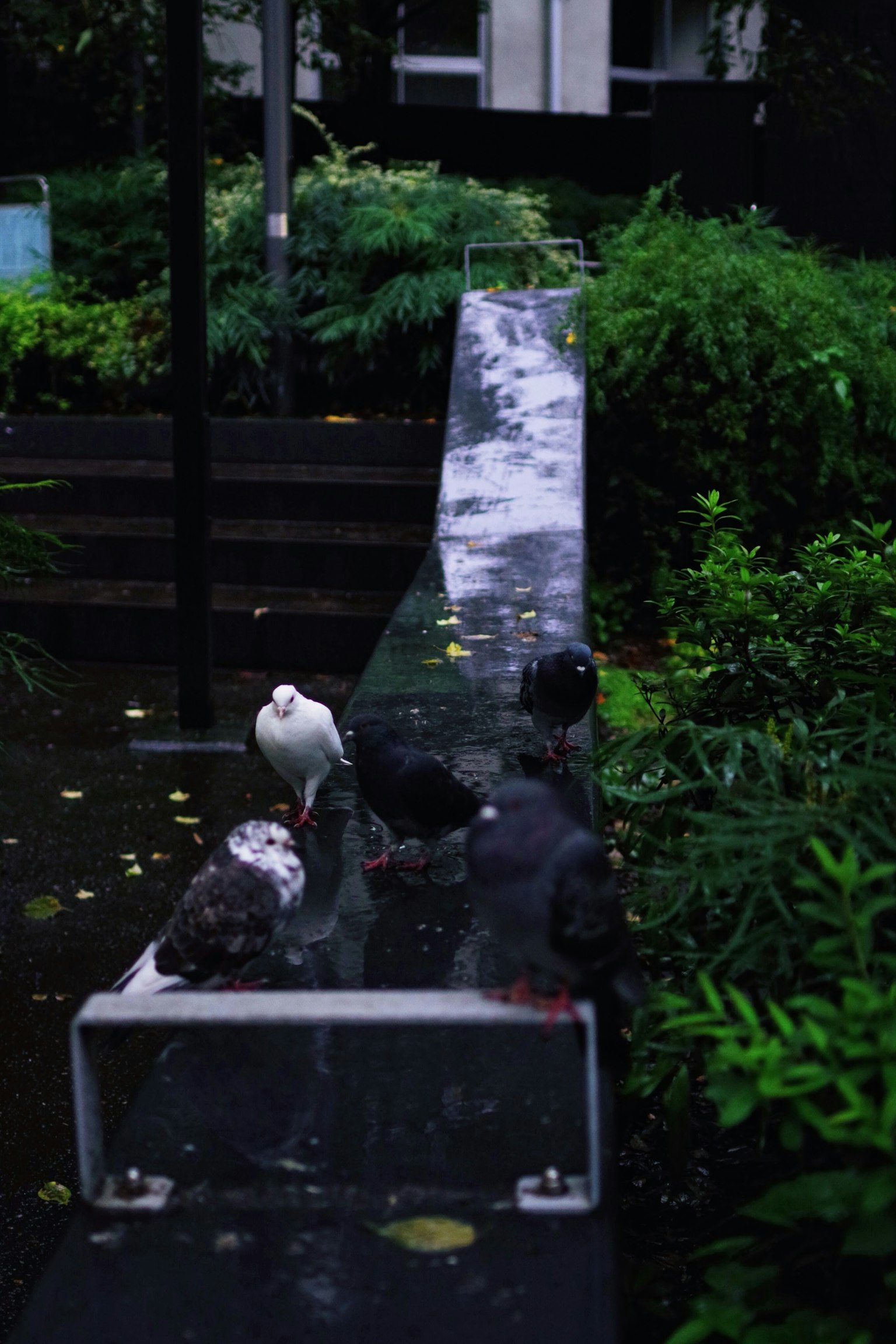 Des oiseaux rassemblés sur un rebord humide dans un parc verdoyant