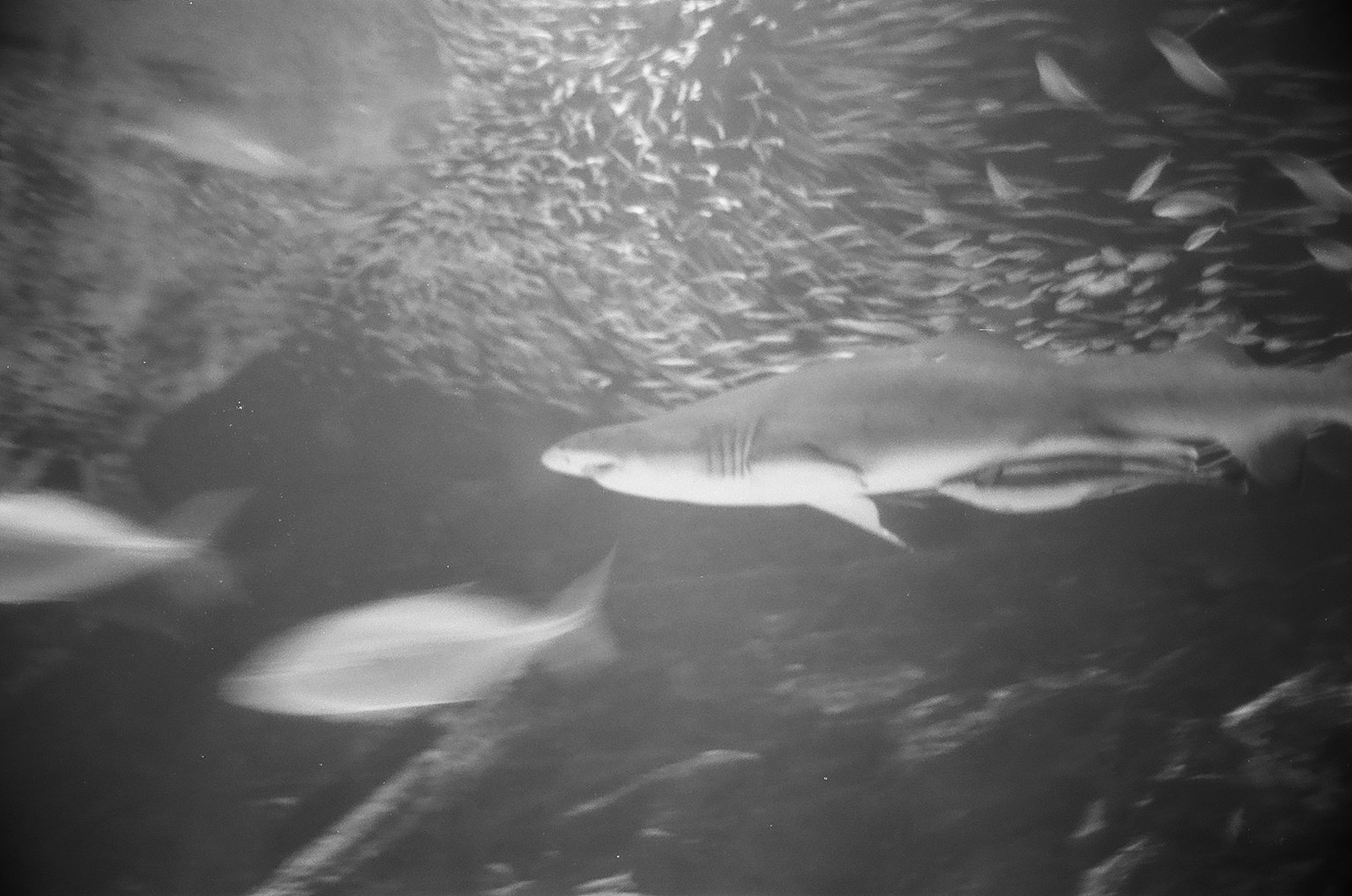 Un tiburón nadando entre un banco de peces pequeños