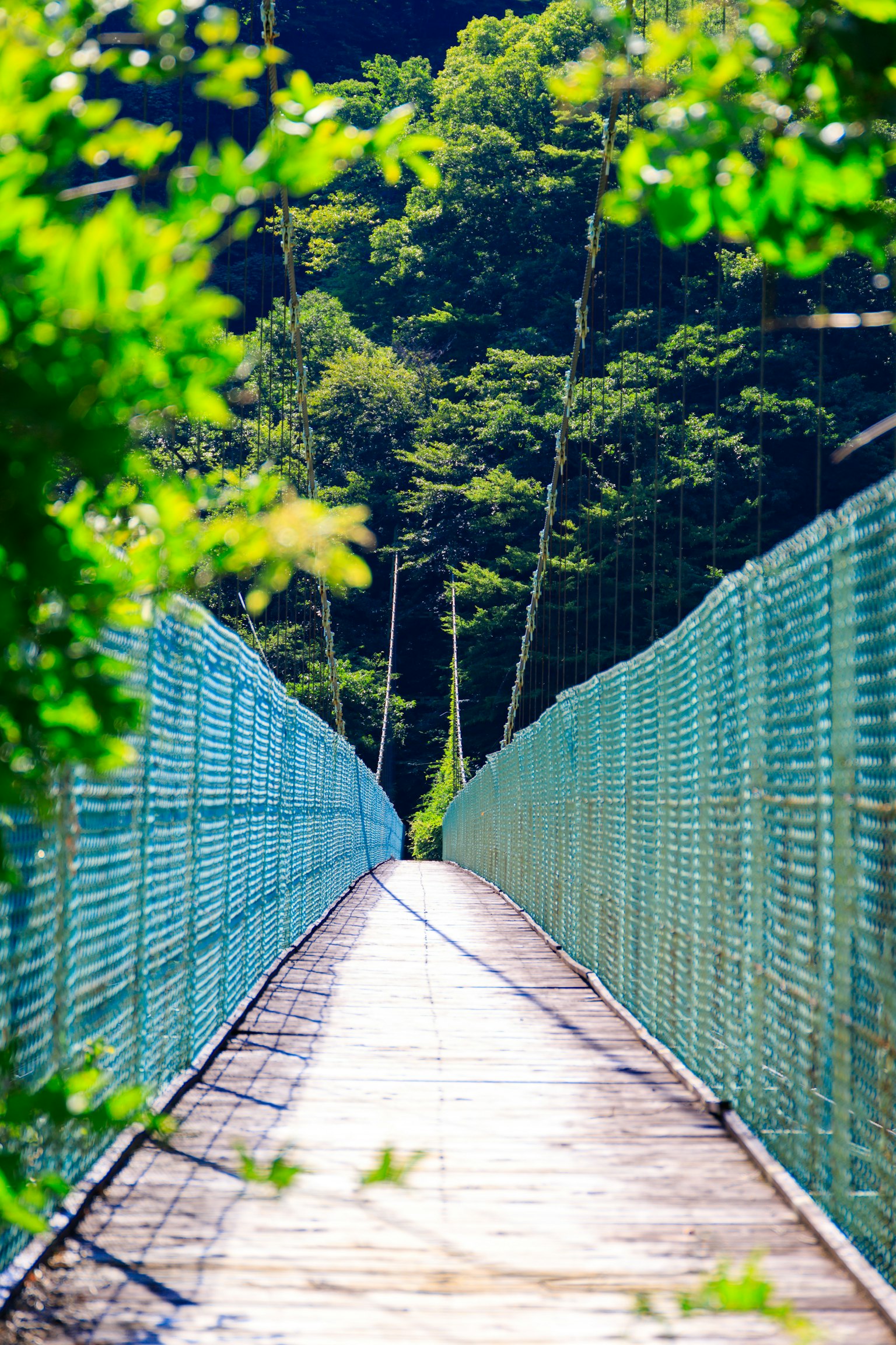 สะพานแขวนที่ถูกล้อมรอบด้วยใบไม้สีเขียวและรั้วสีน้ำเงิน