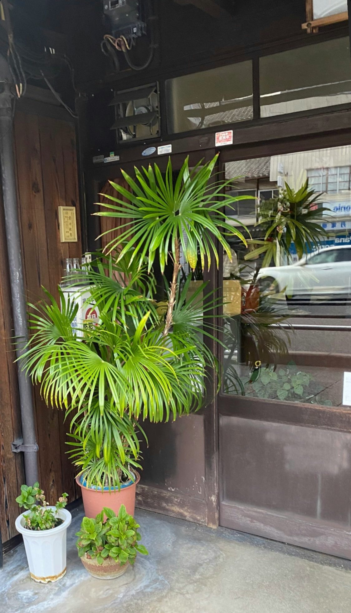 店先の鉢植えとガラス越しの街並み