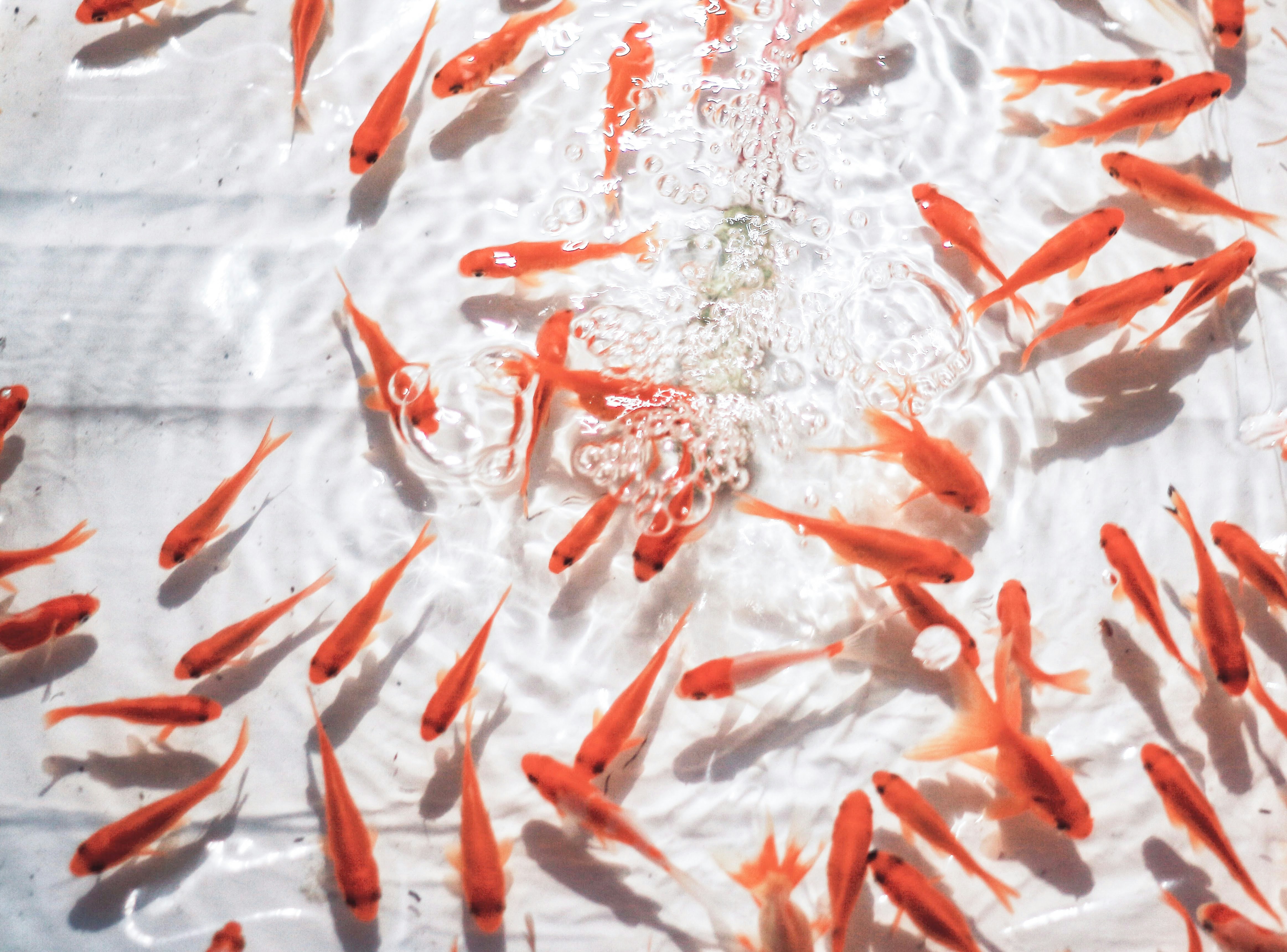 白色水面上翻湧的紅色金魚群