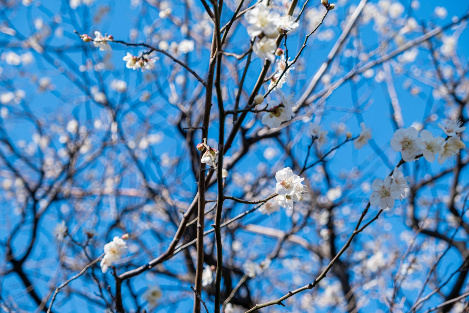 Ramas de un árbol con flores blancas contra un cielo azul