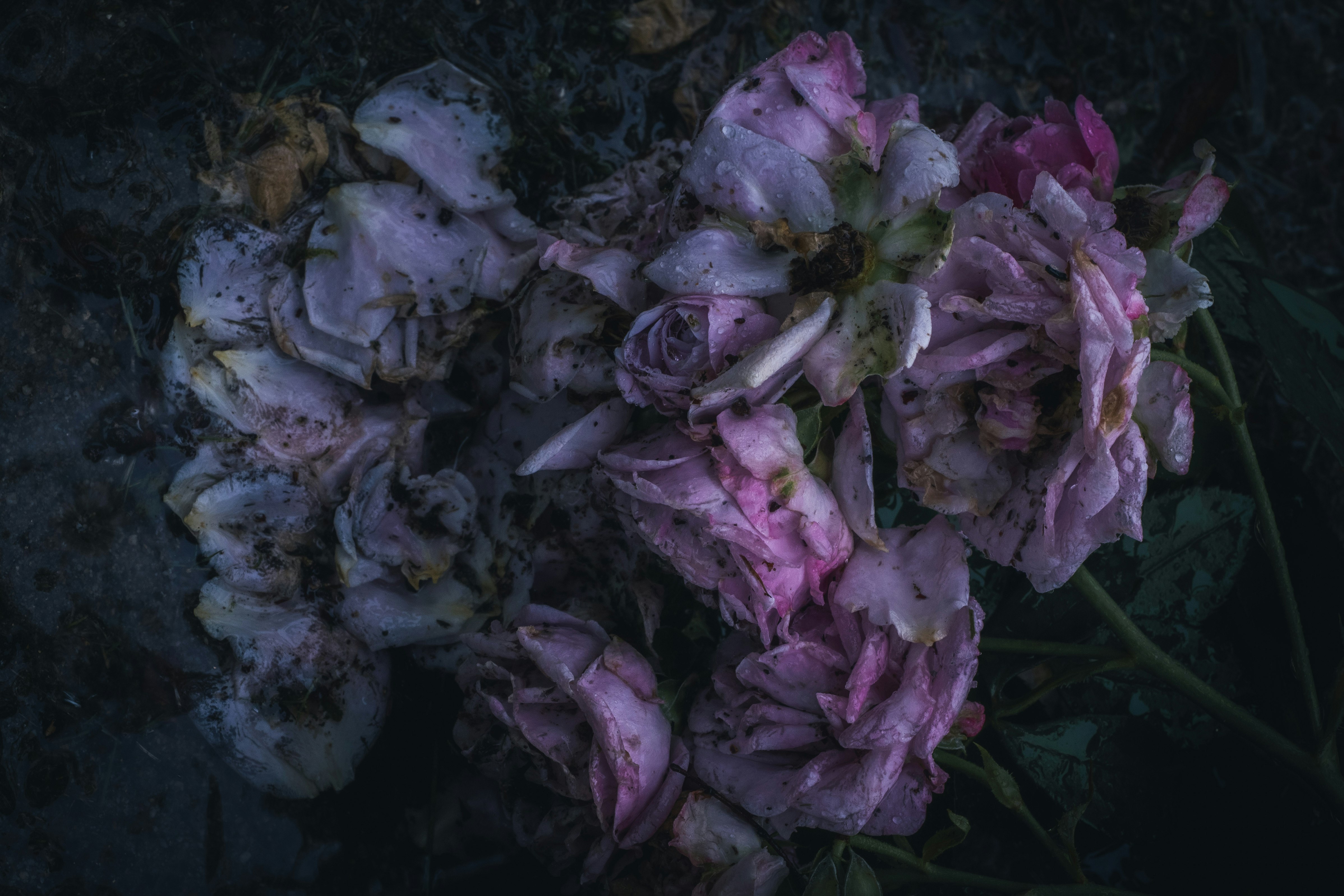暗い水辺に浮かぶ紫の花と枯れ葉のような花束