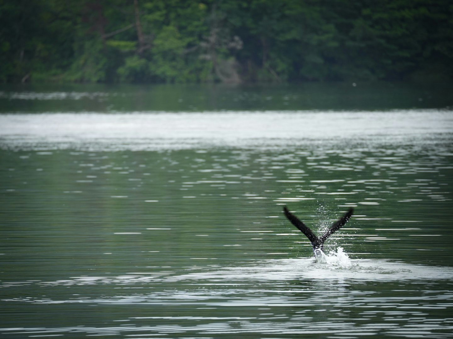 湖面を飛び立つ鳥の水しぶき