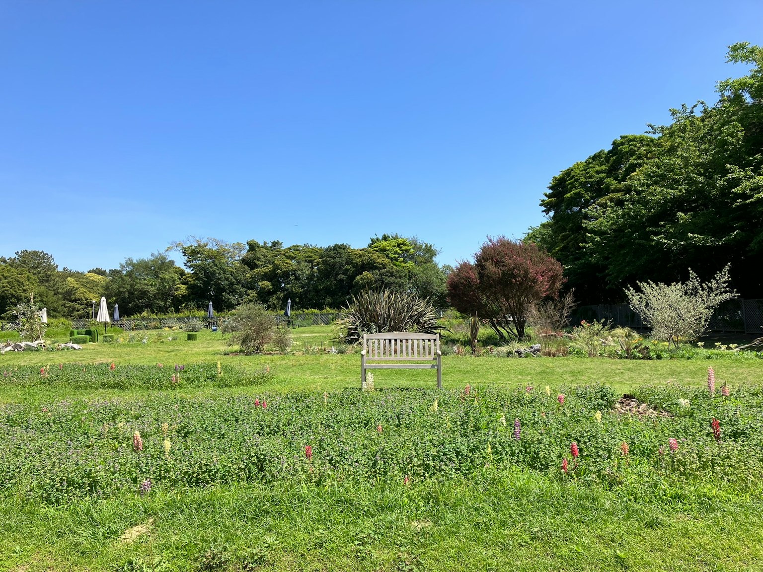 Jardin verdoyant sous un ciel bleu avec un banc