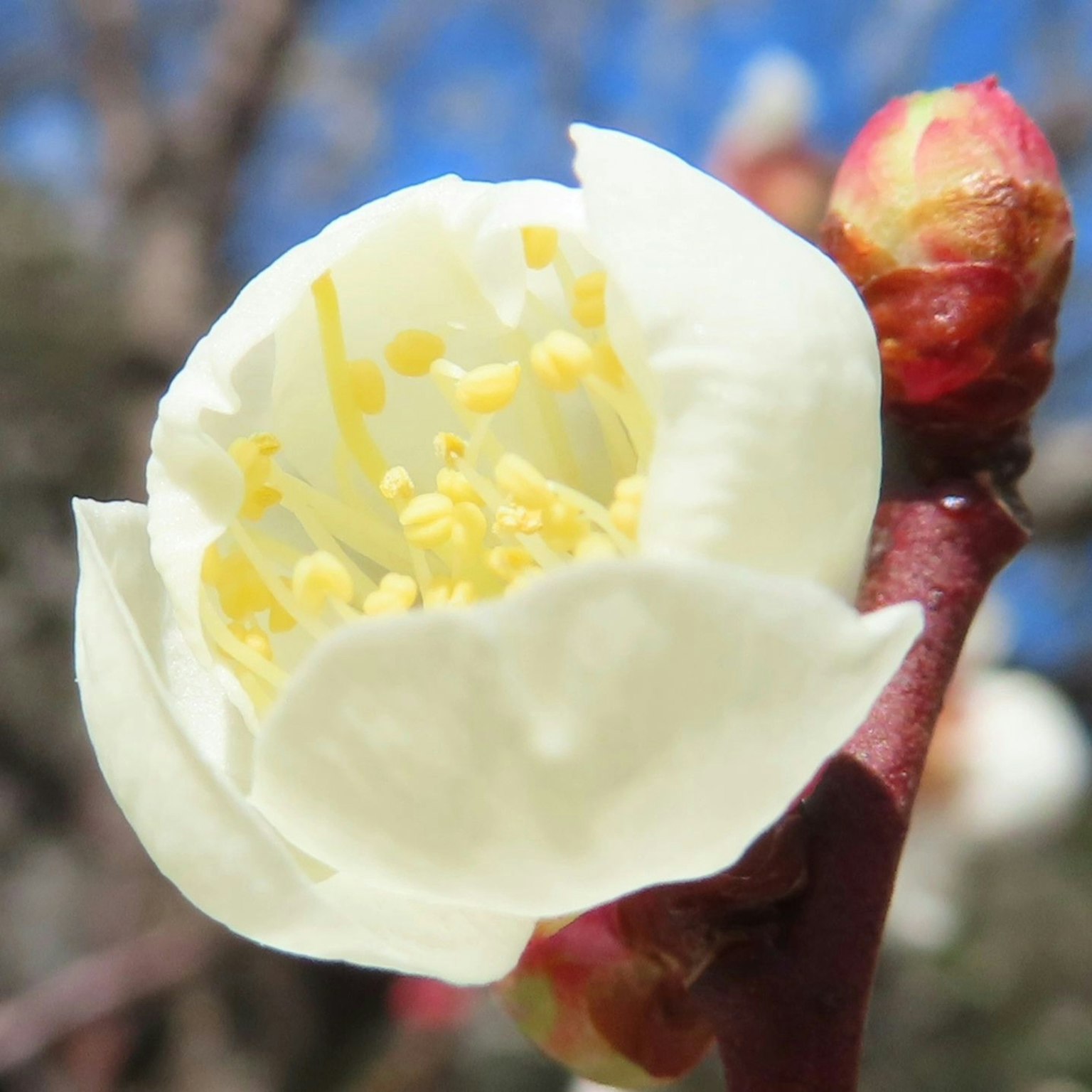 Primo piano di un fiore di prugno bianco con stami gialli