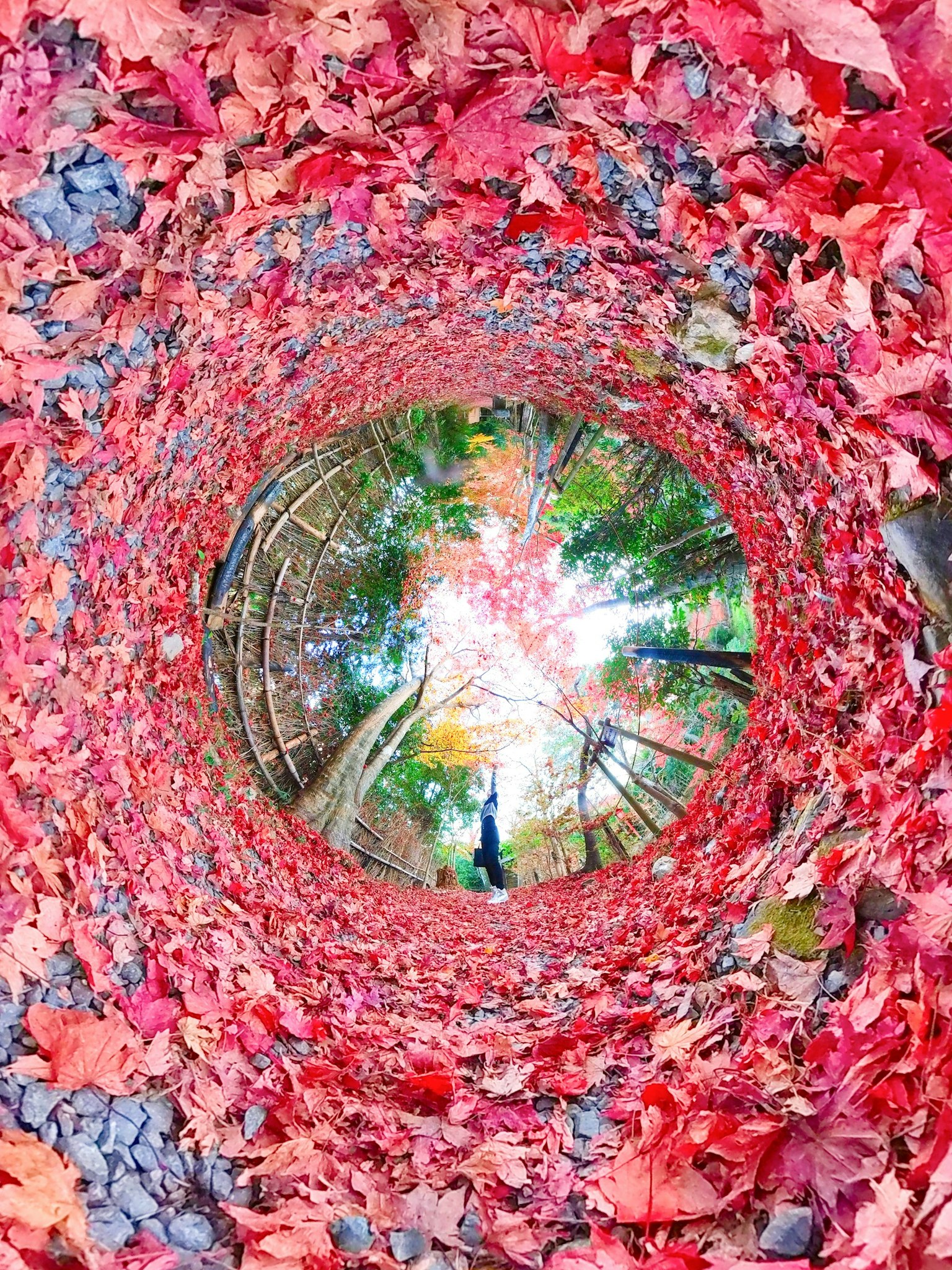 Circular view of vibrant autumn leaves and green trees