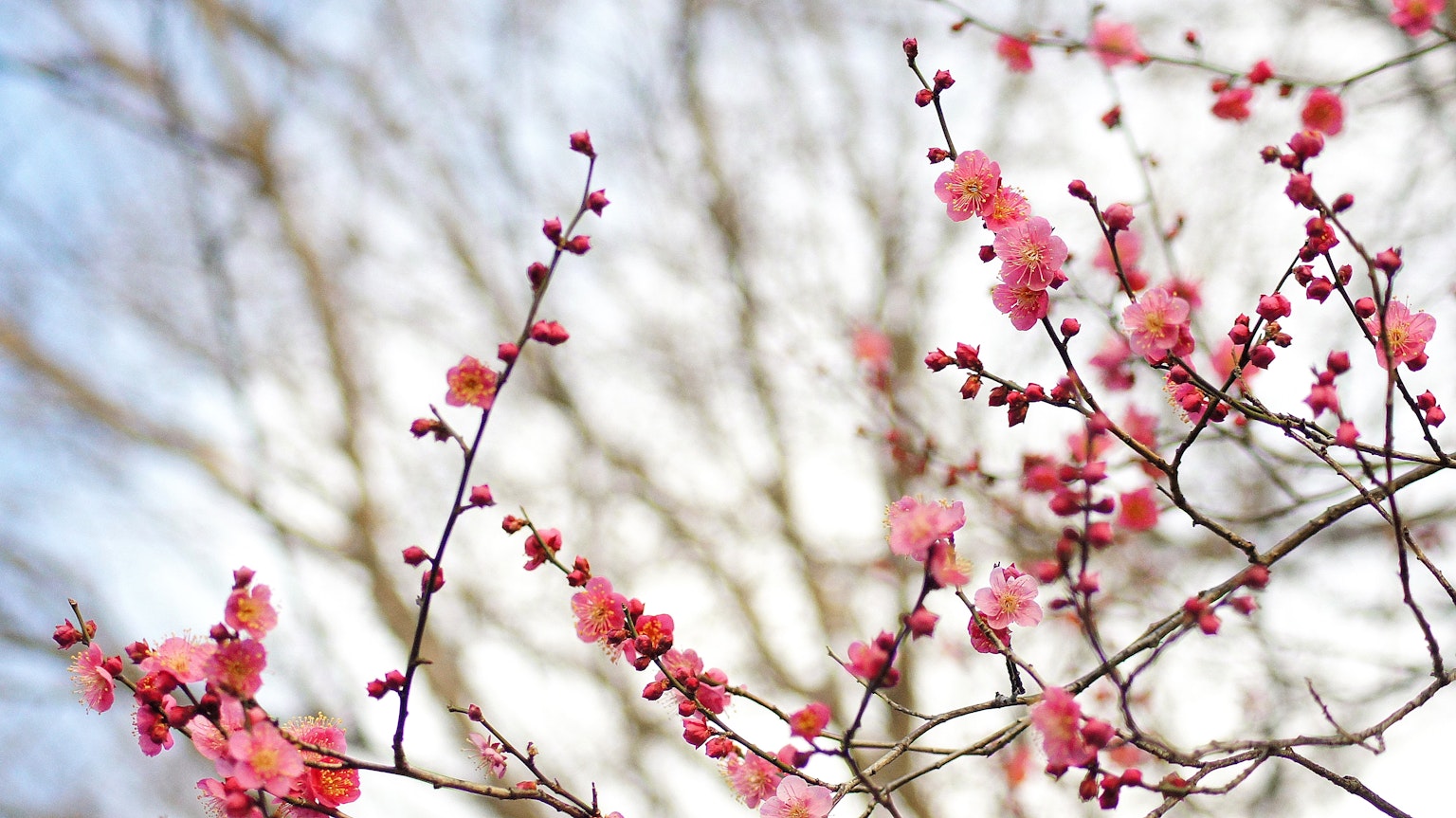 春季樱花树枝特写