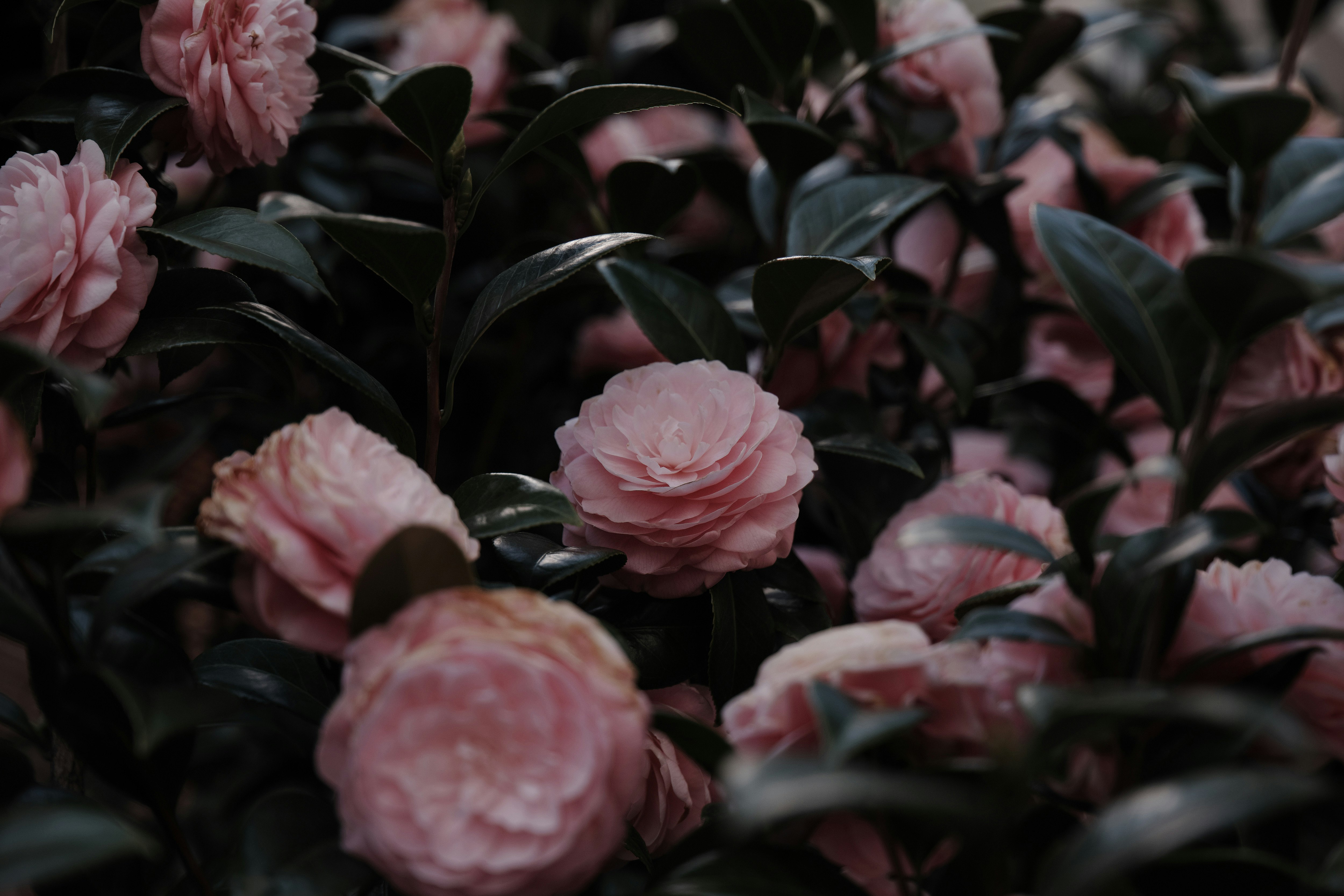 ピンクの乙女椿（ツバキ）の花と葉のクローズアップ