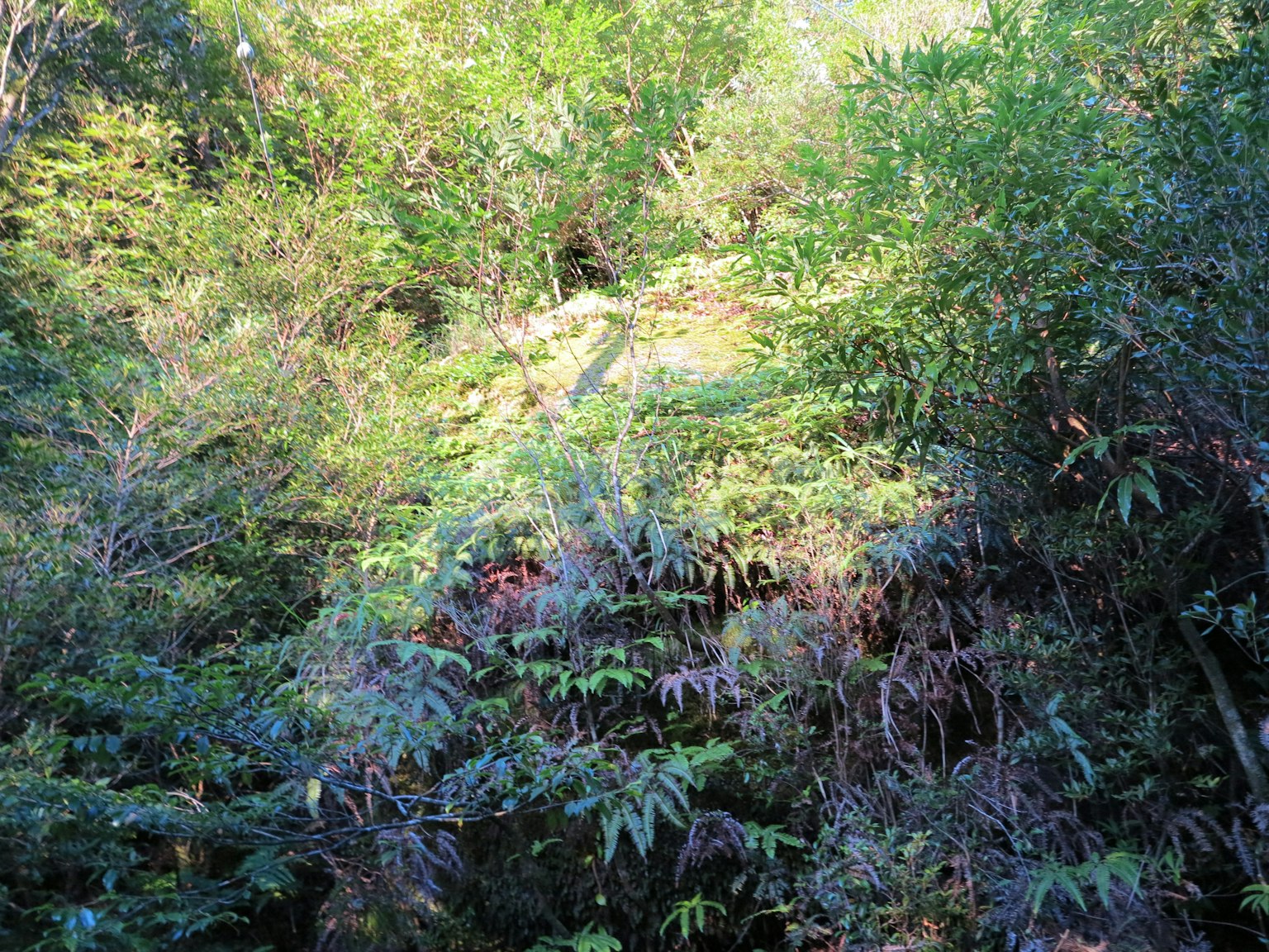 郁郁蔥蔥的森林景觀，各種植物密集