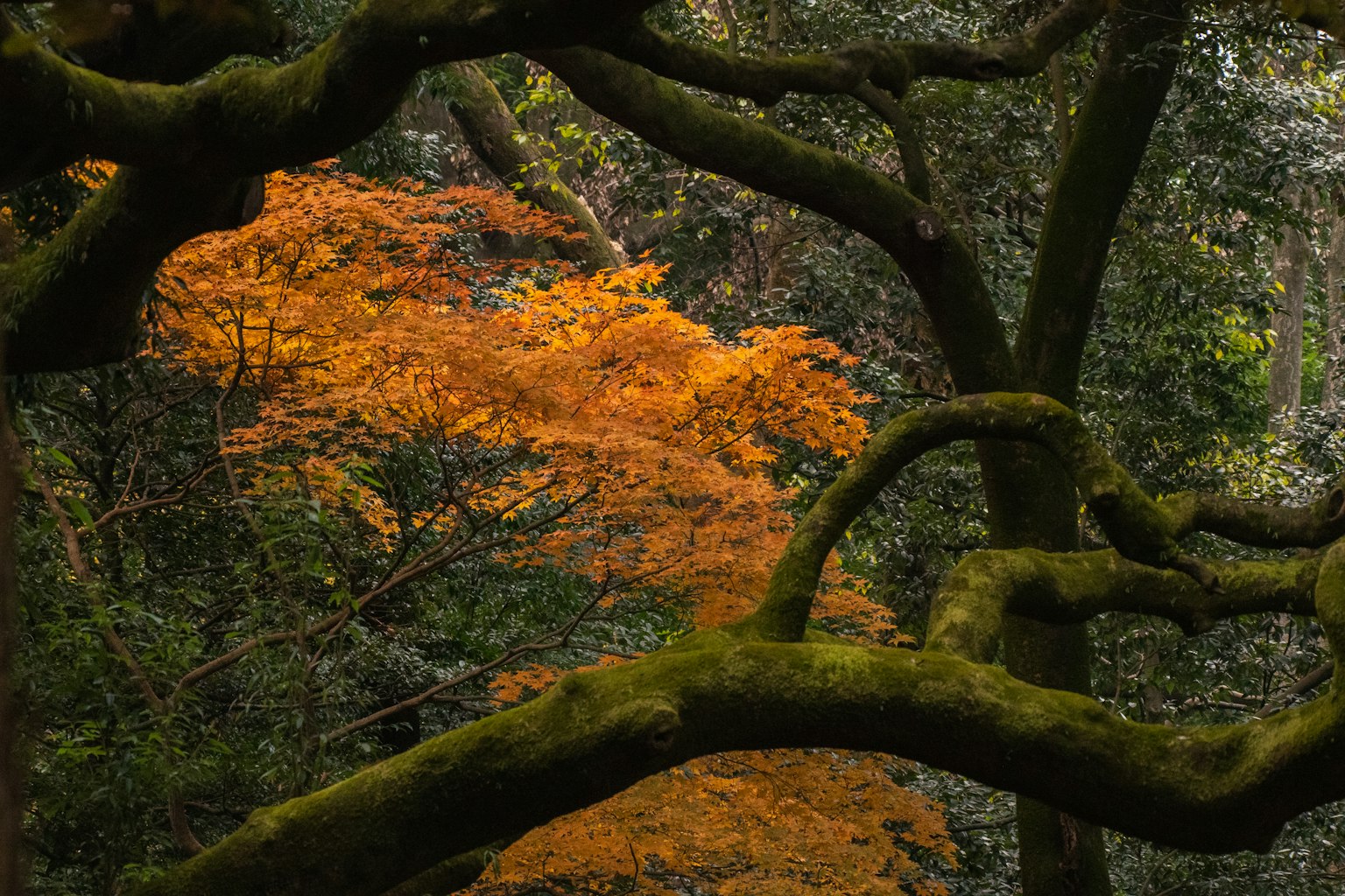 森林場景，藍色樹枝和鮮豔的橙色葉子