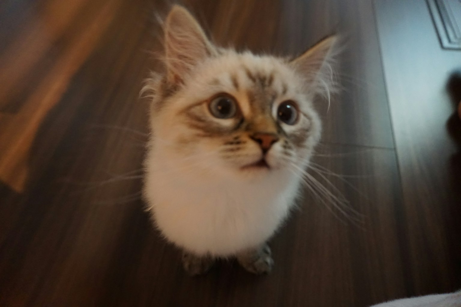 A fluffy cat with white fur and blue eyes looking up with a surprised expression