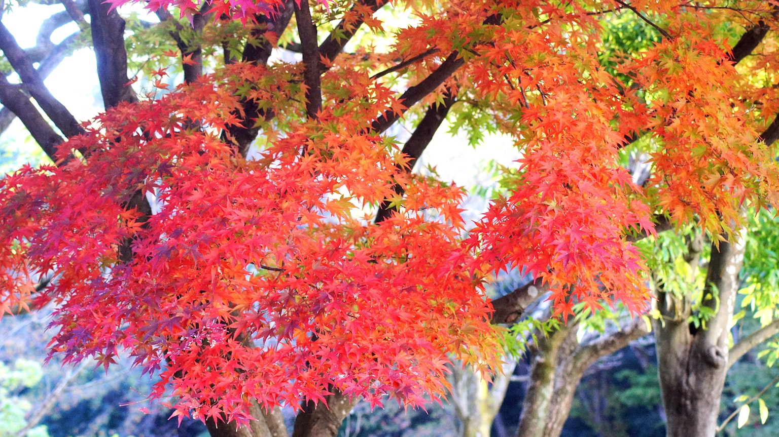 Vibrant red and orange autumn leaves on trees