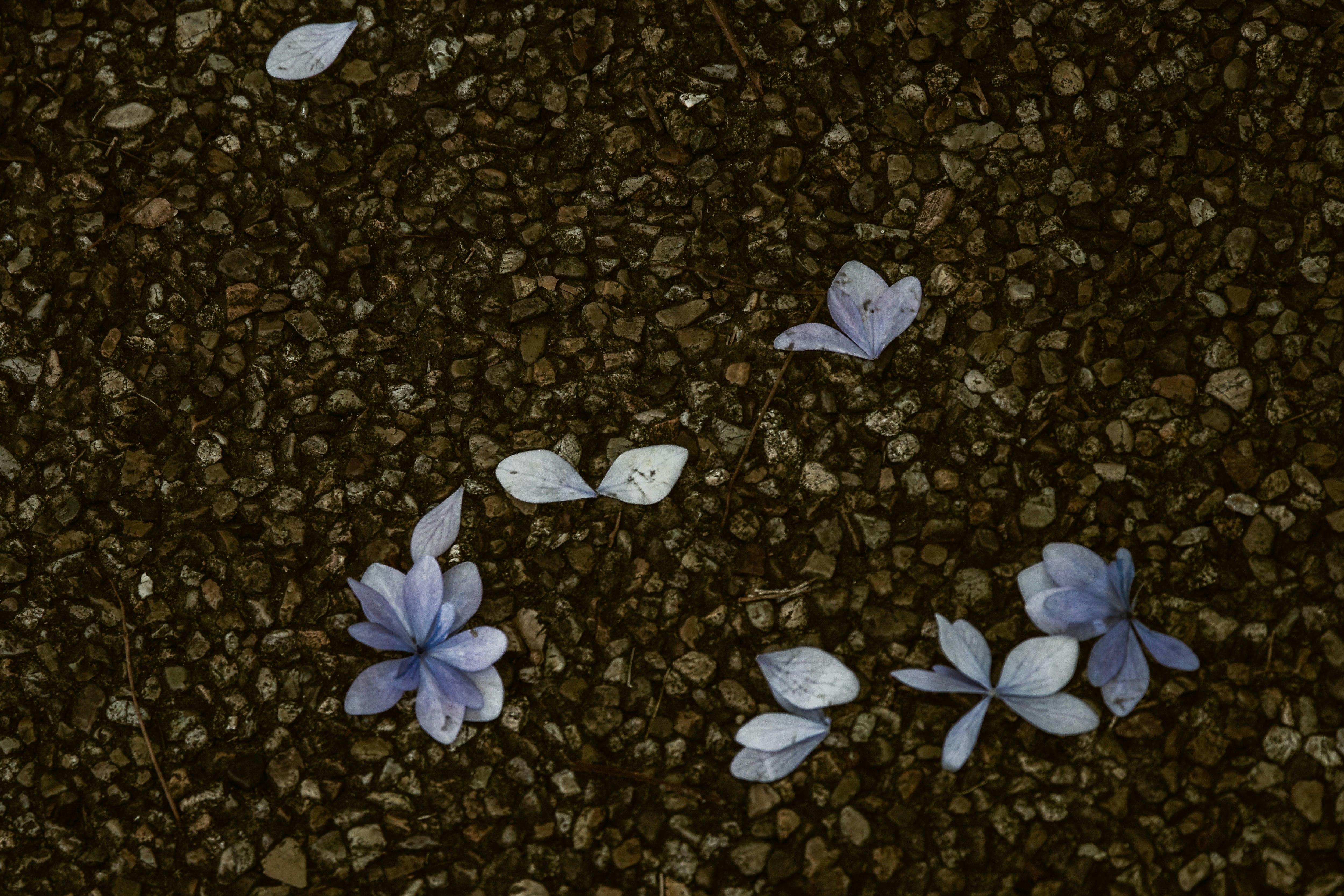 Hydrangea petals scattered on the ground