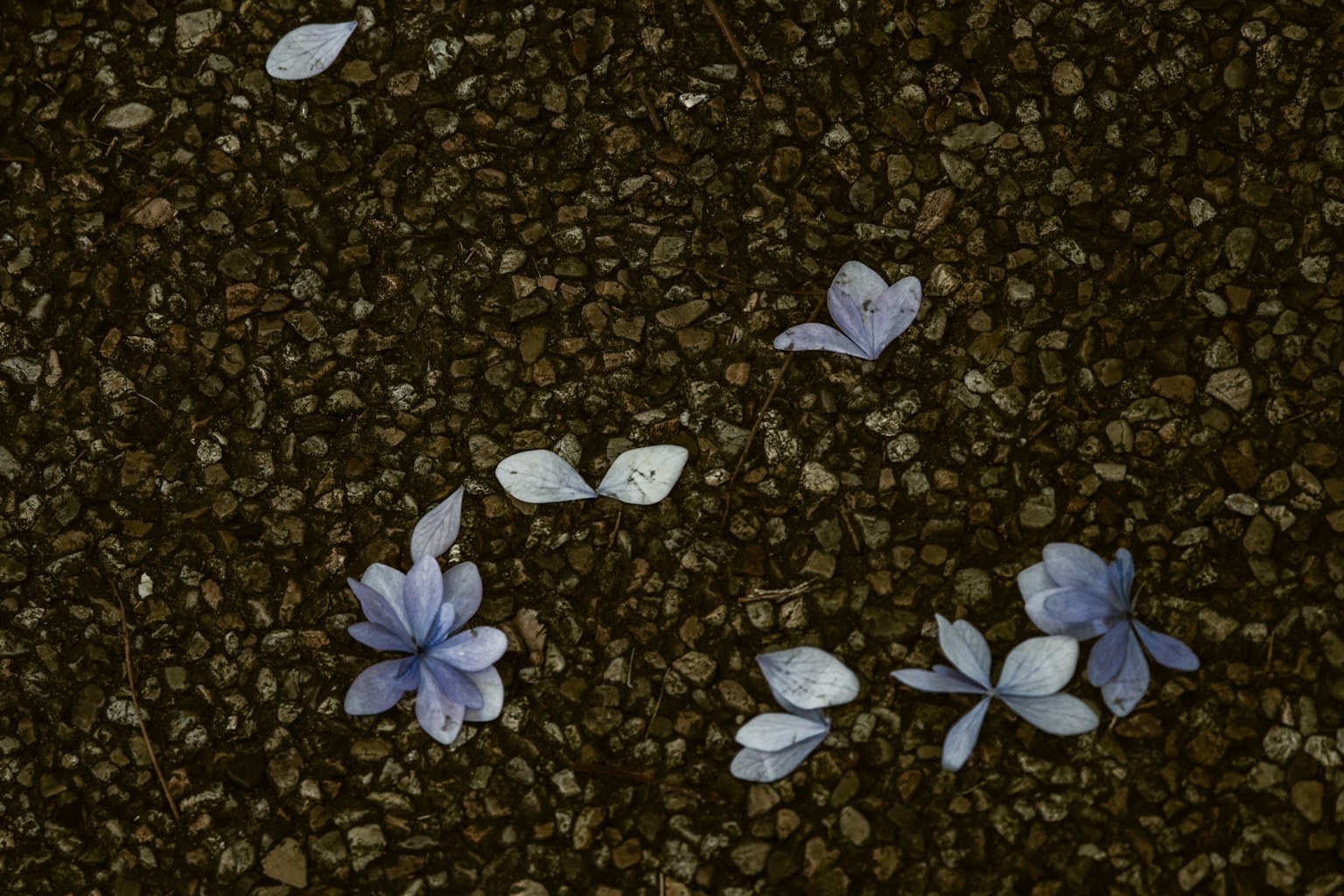 Petali di fiori viola e bianchi sparsi su una superficie di ghiaia scura