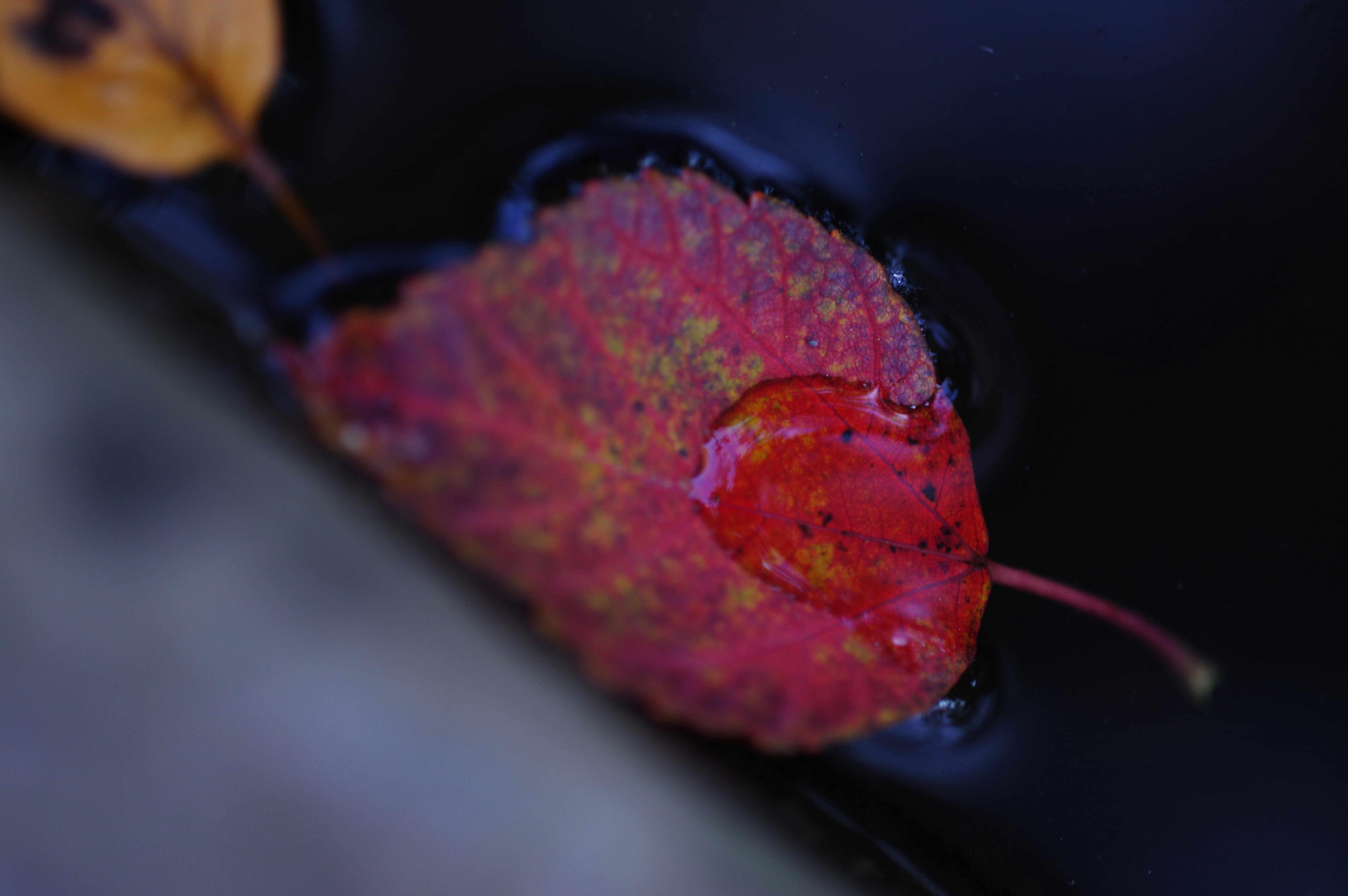 水面に浮かぶ紅葉の葉