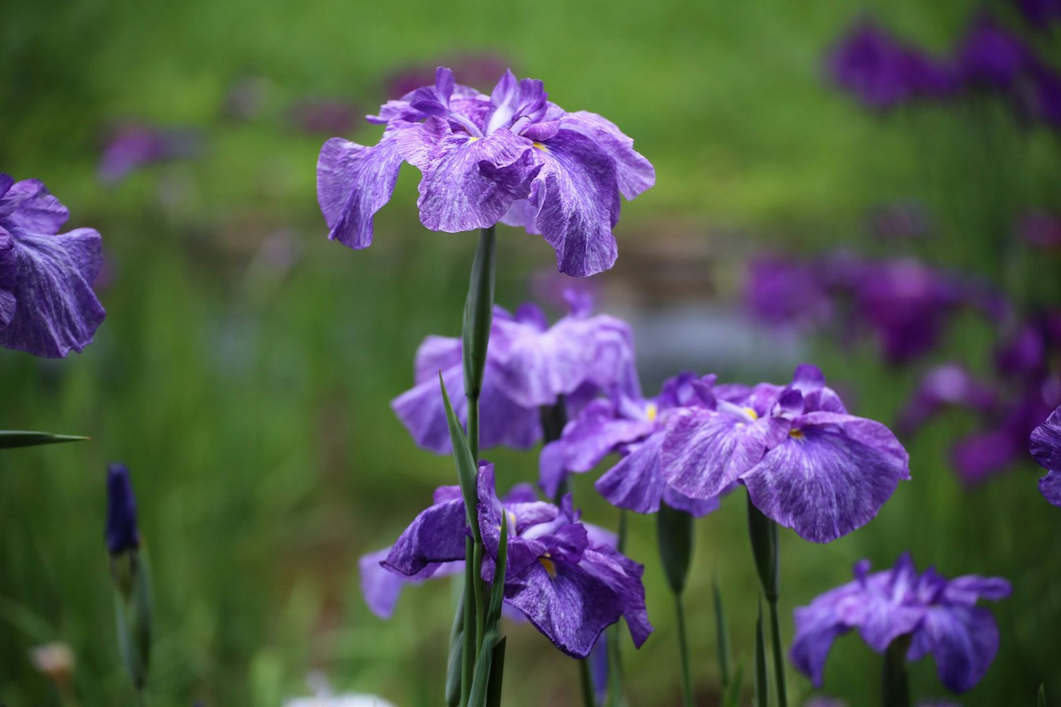 A beautiful display of purple flowers in a natural setting