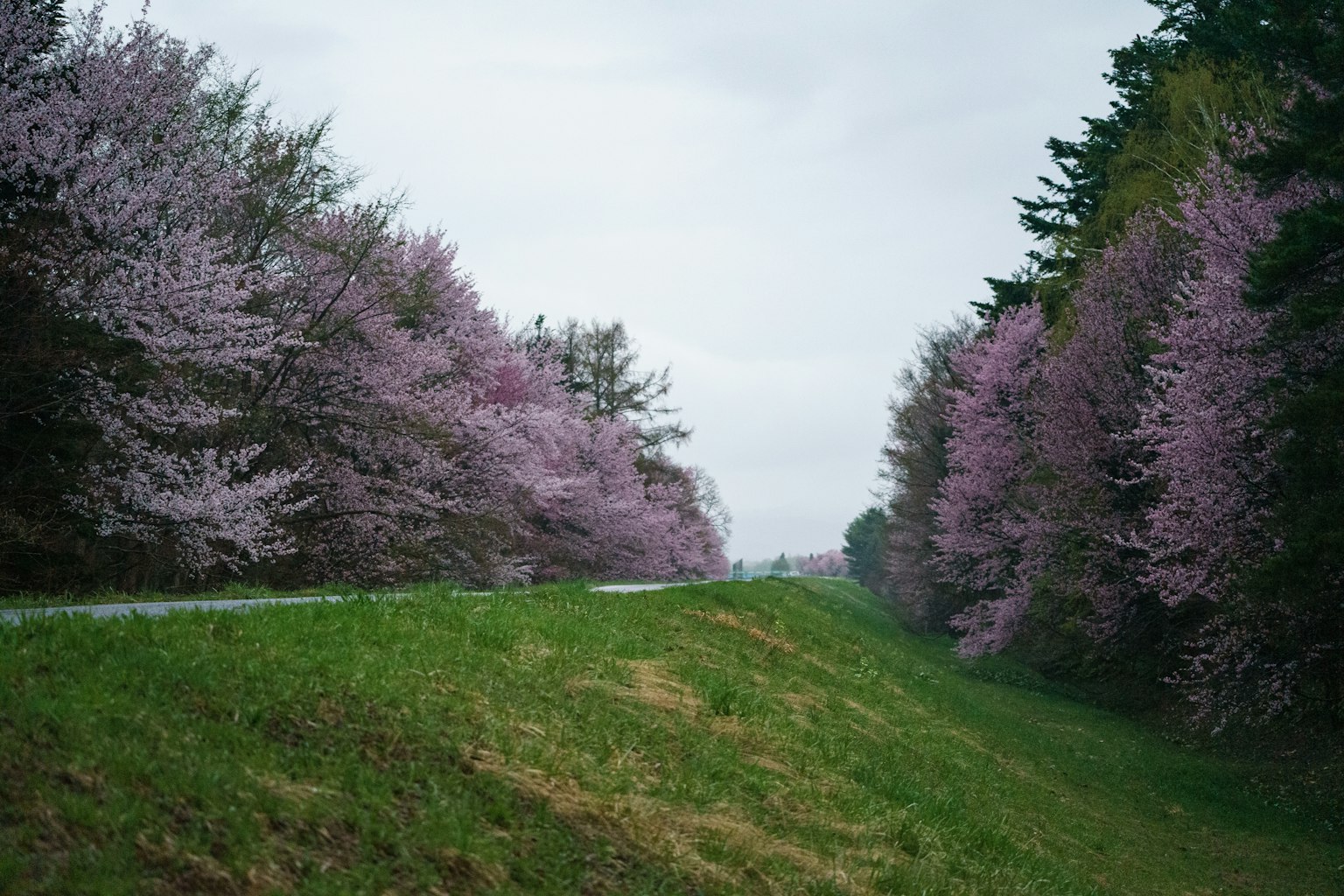 Eine Straße gesäumt von Kirschblütenbäumen und grünem Gras