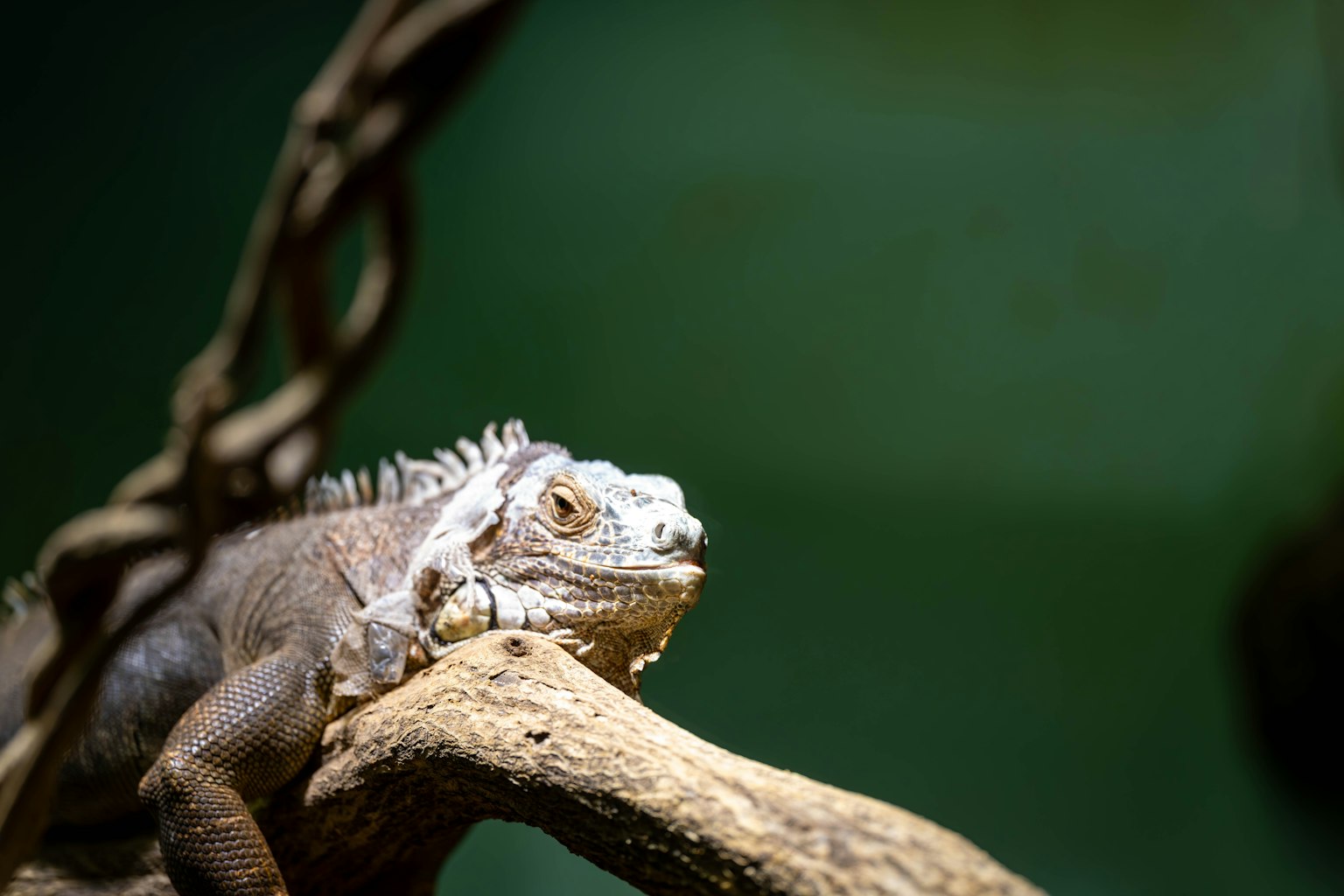Cận cảnh của một con iguana đang nghỉ ngơi trên đá