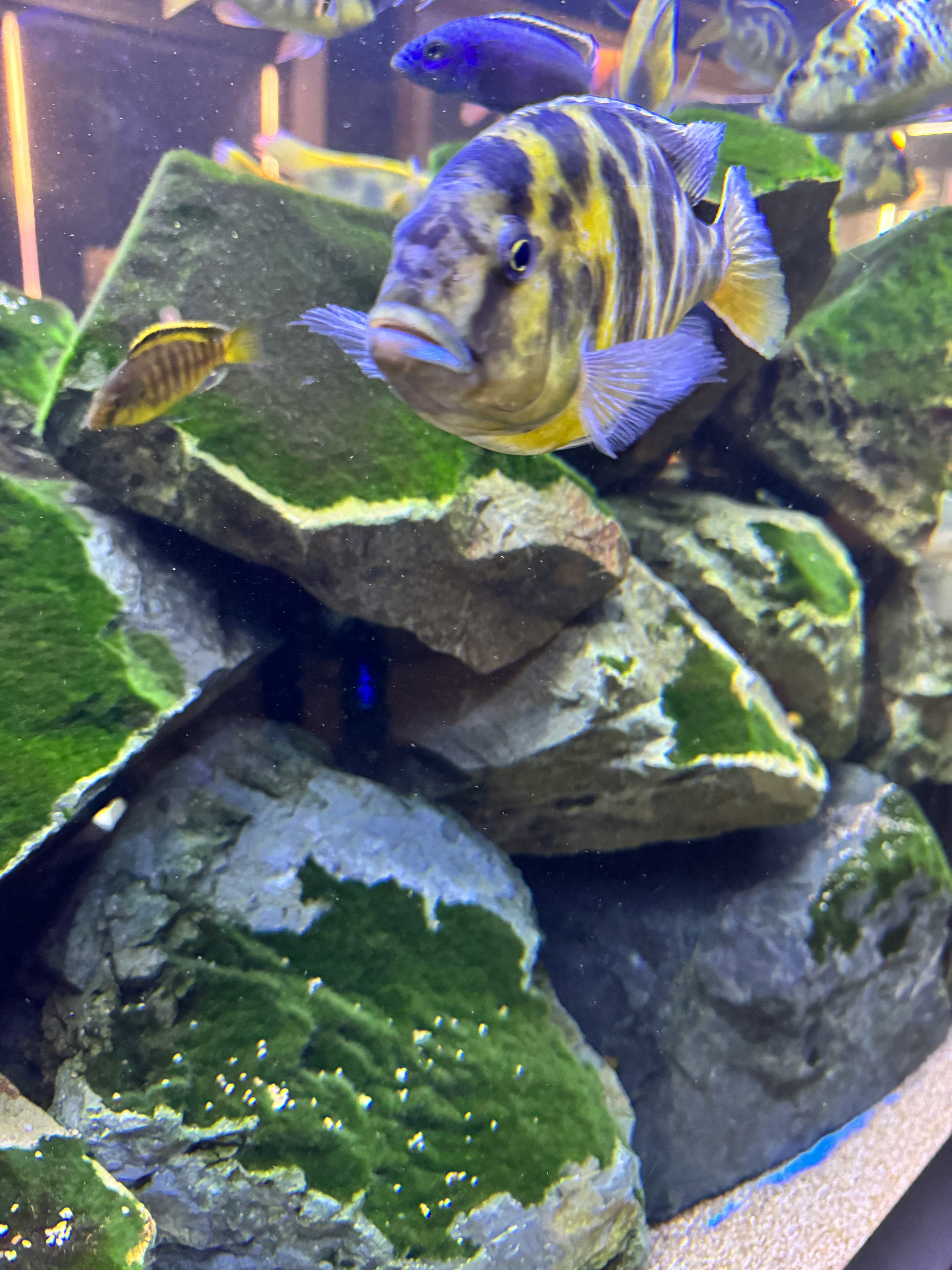 水槽の岩場にいる色鮮やかな熱帯魚