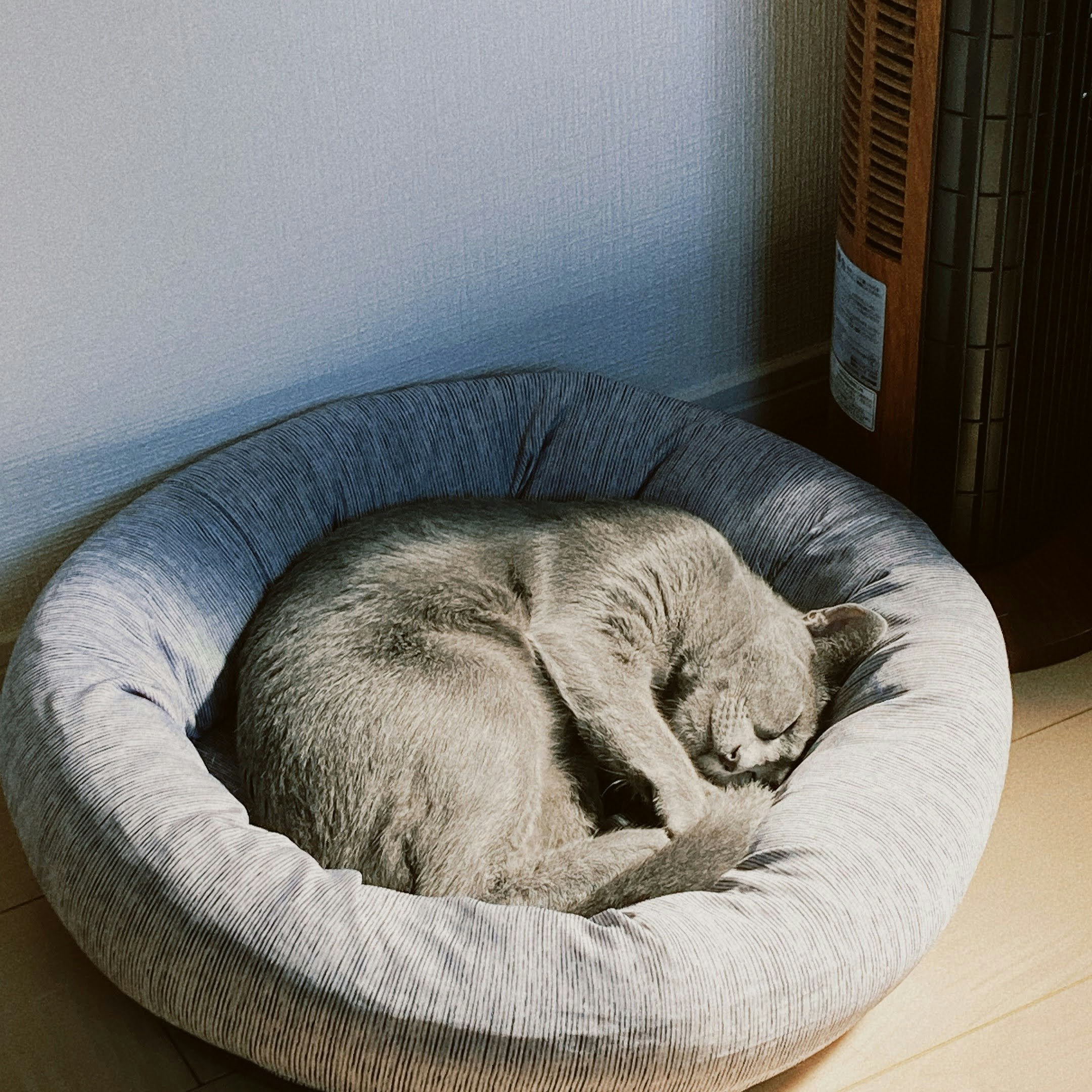 丸いベッドで眠るグレーの猫