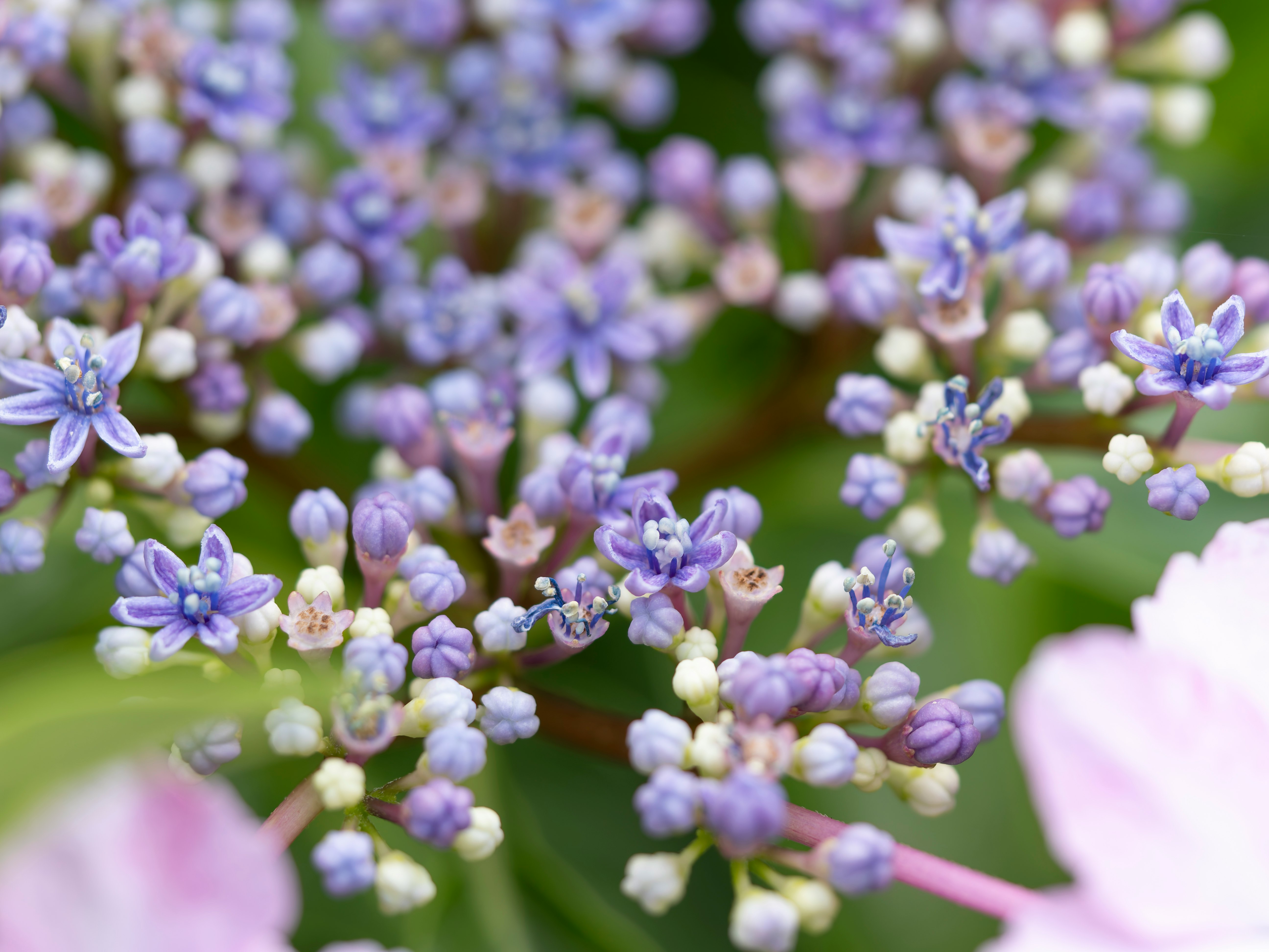 ガクアジサイの真花が咲く花房のクローズアップ