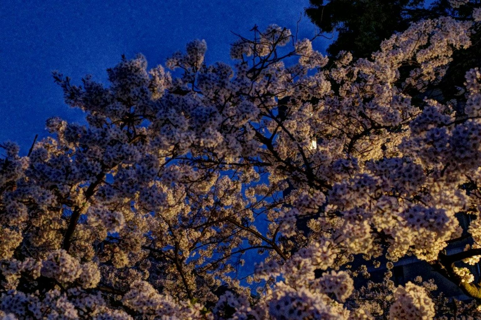 Cherry blossoms illuminated under the night sky