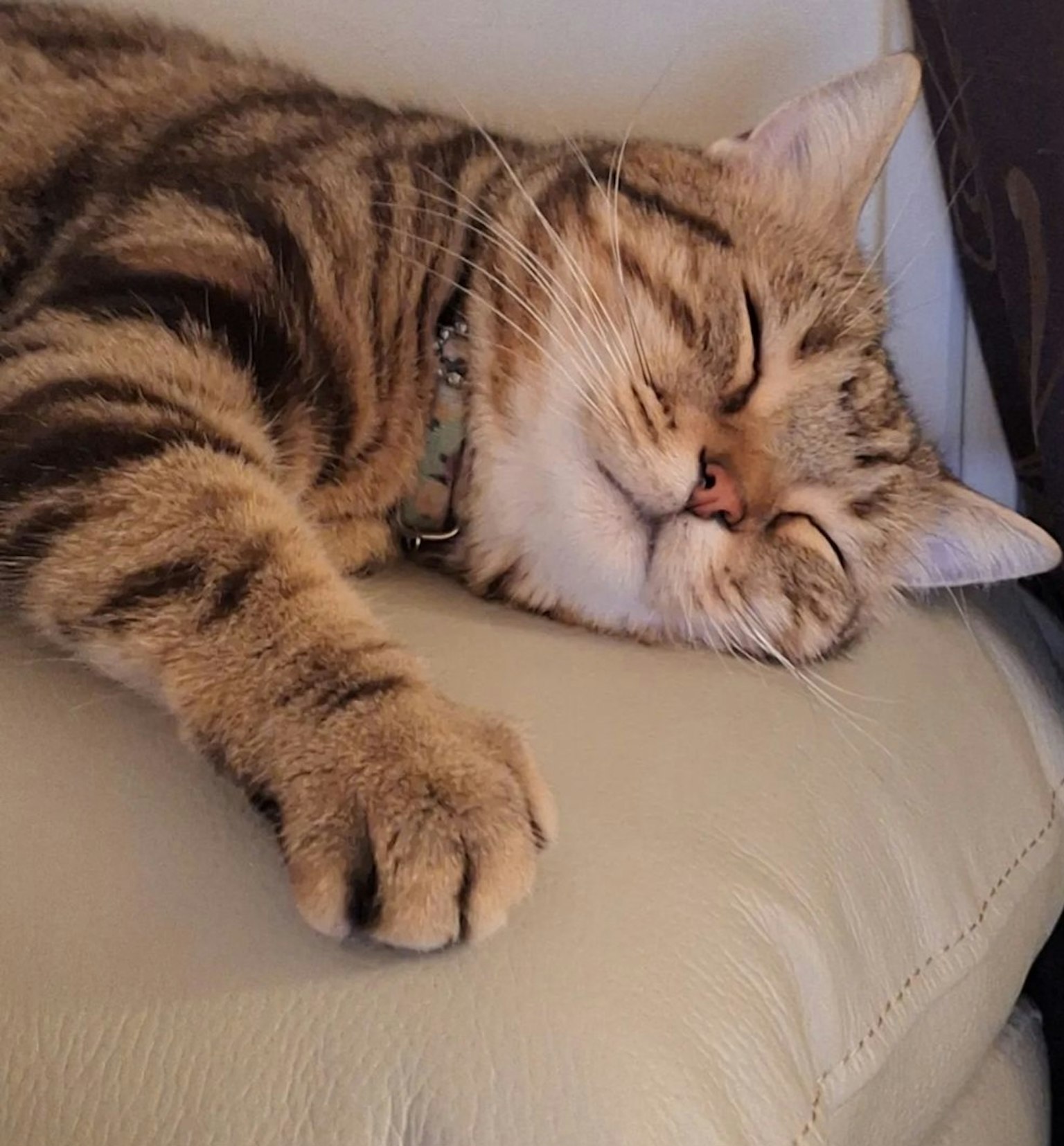 Eine schlafende getigerte Katze, die auf einem Sofa ruht