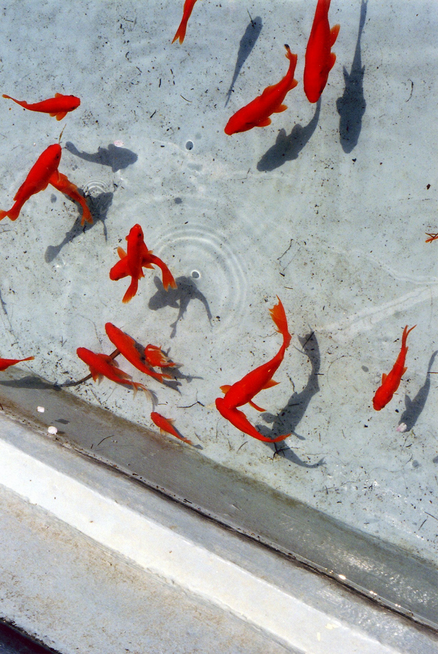 Sekelompok ikan mas merah berenang di dalam air jernih