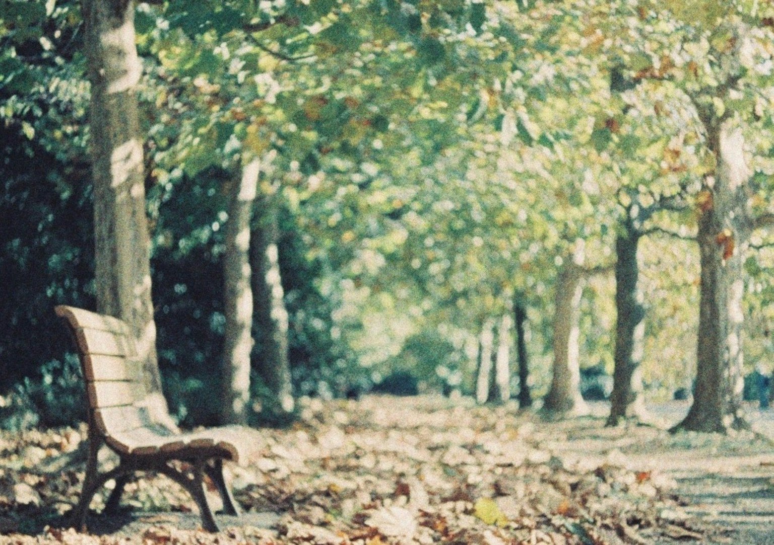 Un sentiero tranquillo del parco con una panchina circondata da alberi