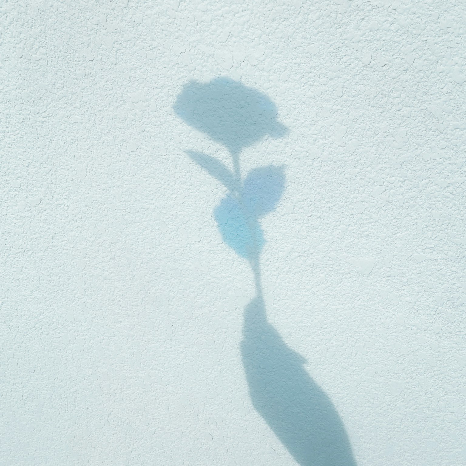 Ombra di un fiore su un muro bianco