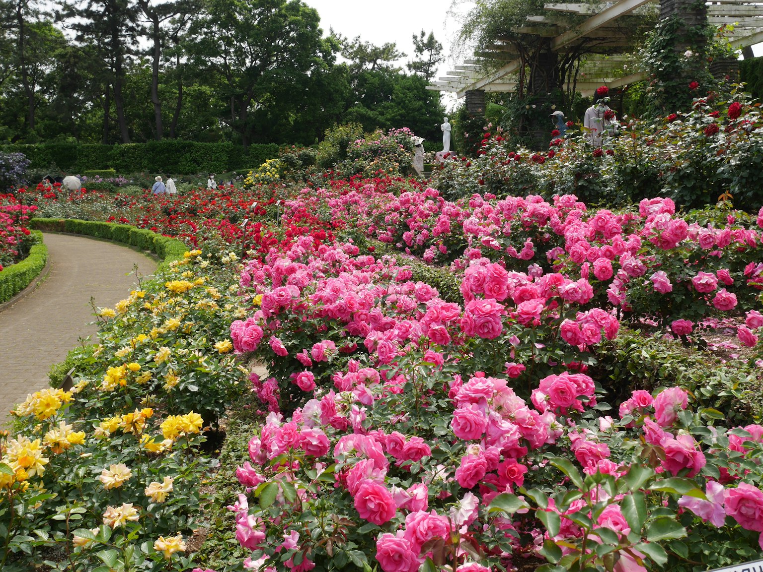 ทิวทัศน์สวนที่สวยงามพร้อมกุหลาบที่บานสะพรั่งหลากสี