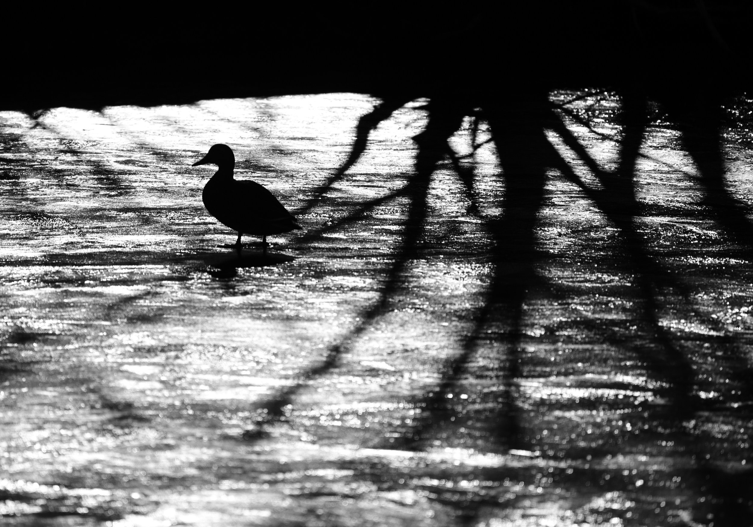 duck silhouette reflected on rippling water with tree shadows