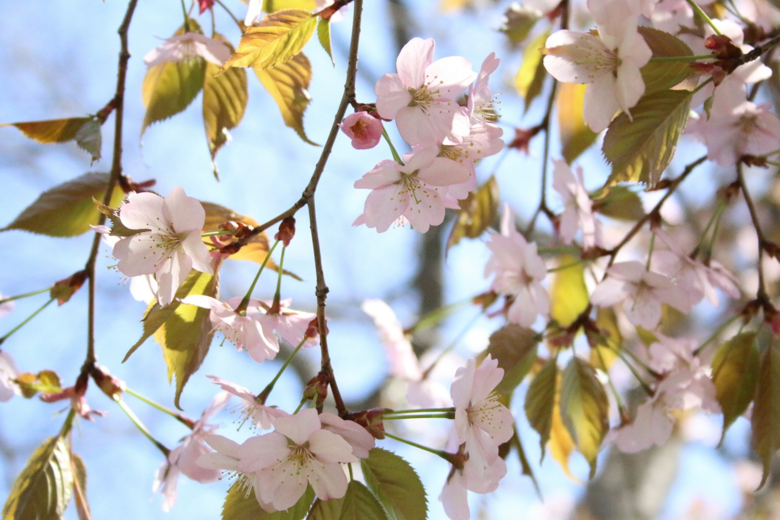 Cherry blossoms and fresh green leaves against a blue sky