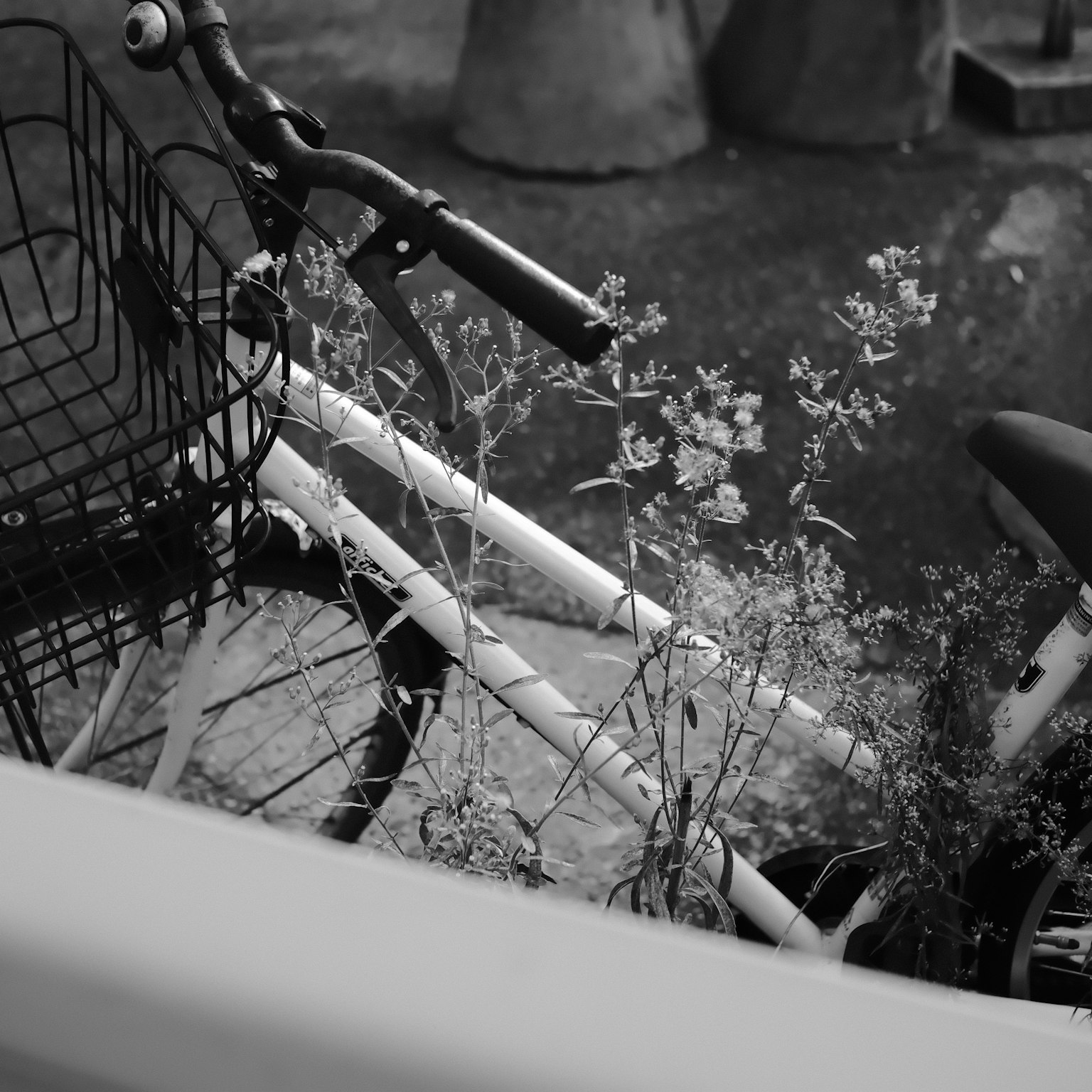 白黒の自転車のフレームに生えた草花が特徴的な画像