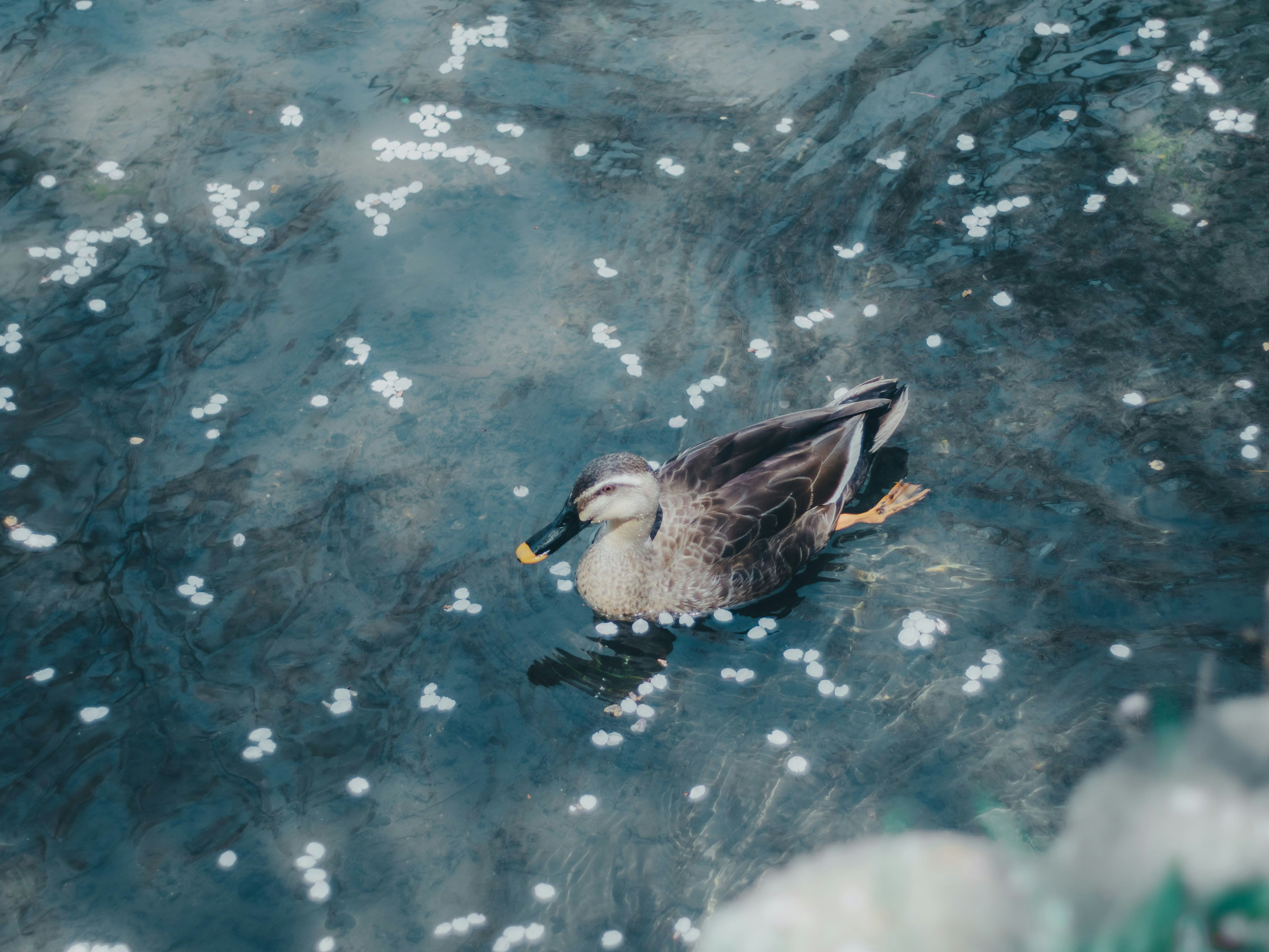 canard flottant sur un étang avec des pétales blancs éparpillés
