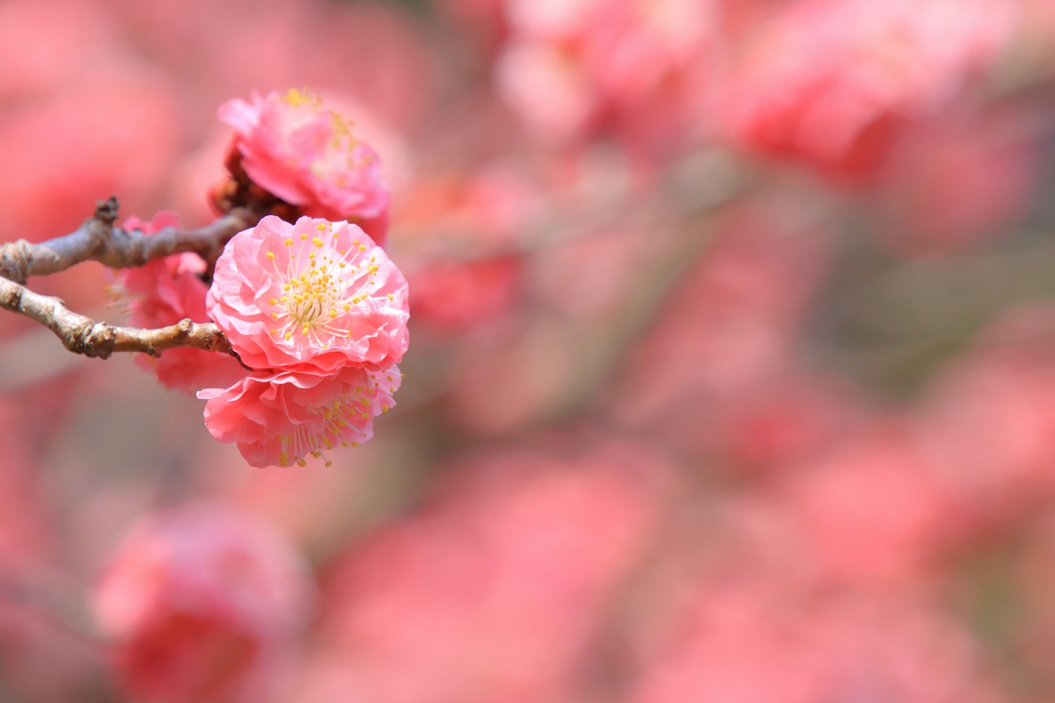 特写粉红色花朵在树枝上盛开