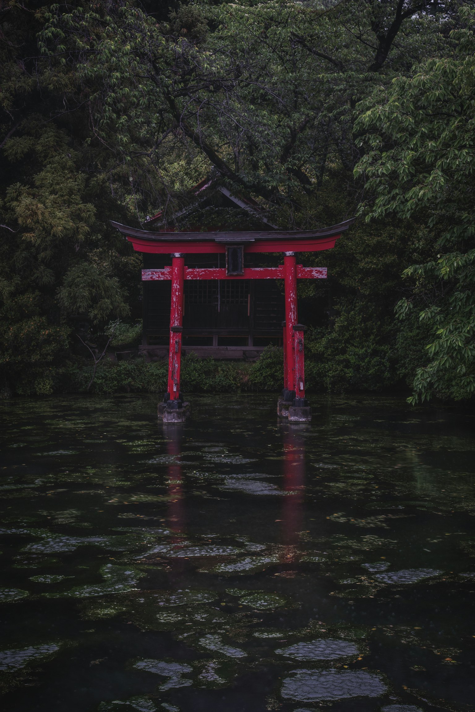 Roter Torii-Tor reflektiert in einem Teich umgeben von üppigem Grün