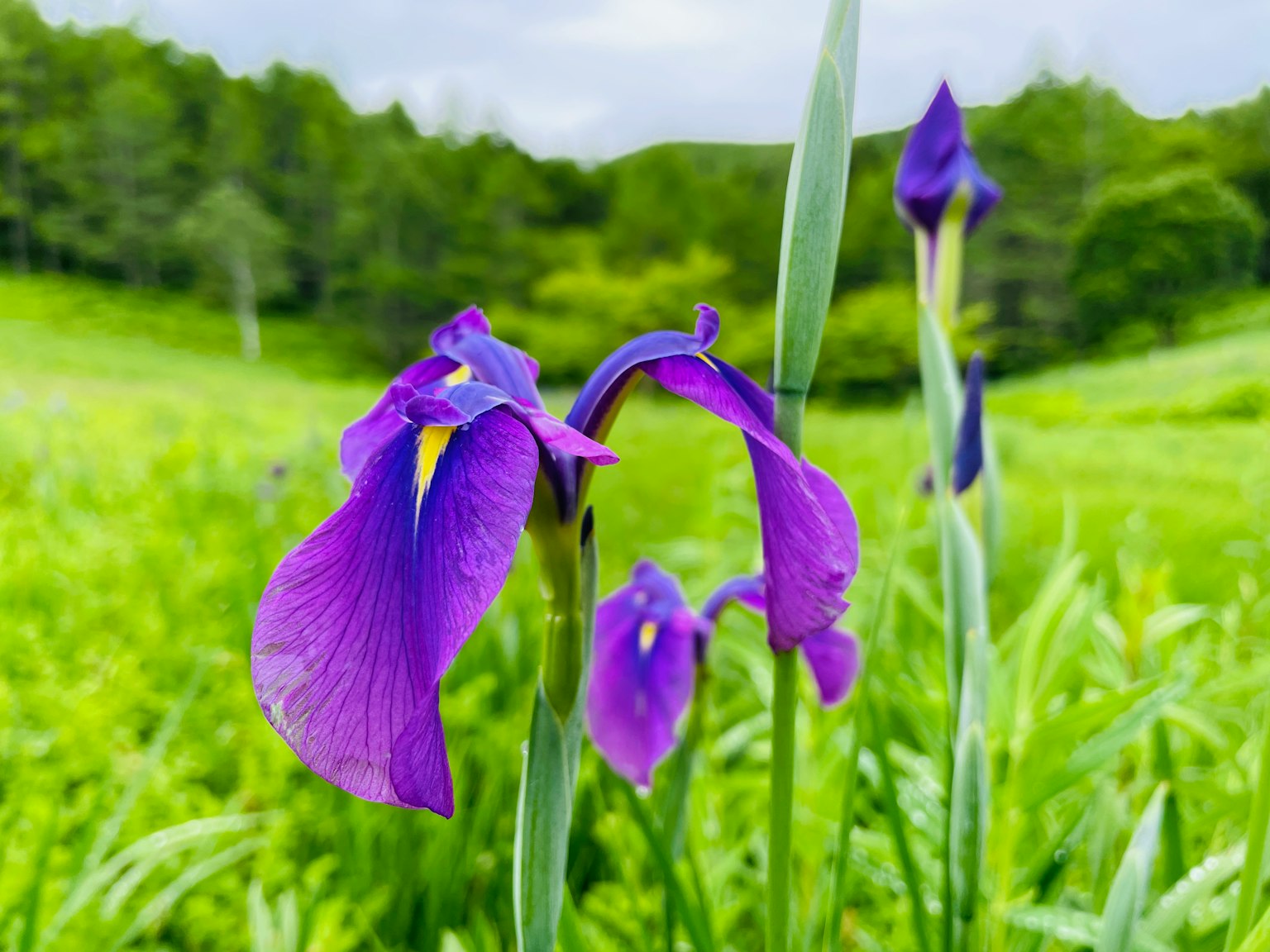 Schöne Landschaft mit lila Blumen, die auf einer grasbewachsenen Fläche blühen
