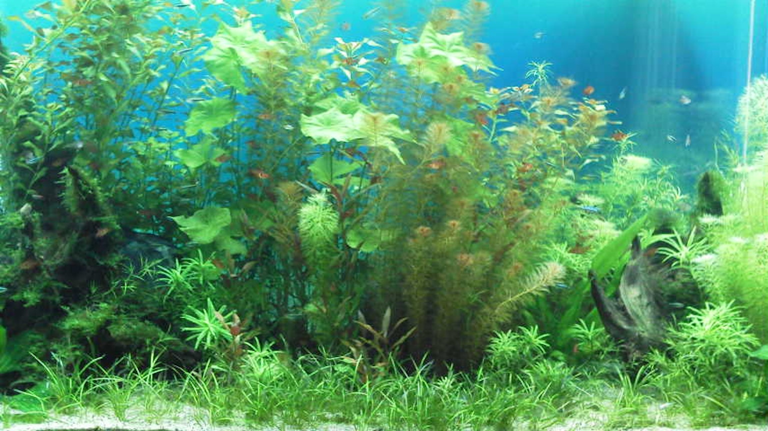 Escena de acuario con plantas acuáticas verdes exuberantes