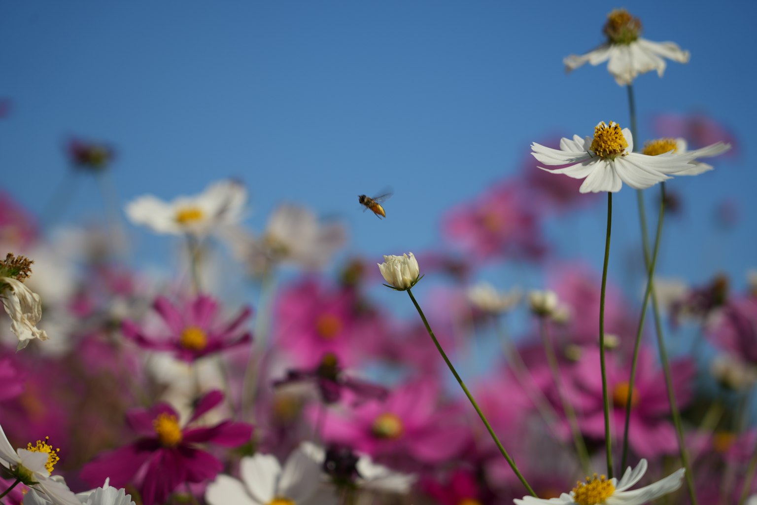 White and pink flowers blooming under a blue sky with a flying bee
