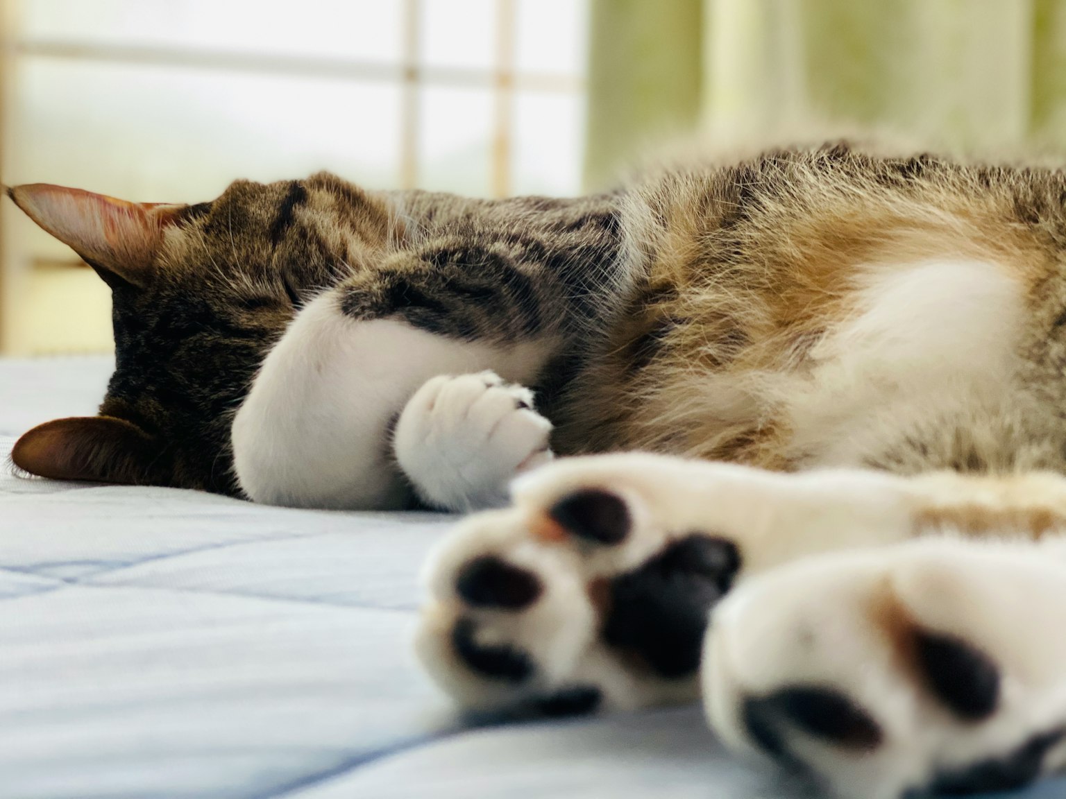 Gato durmiendo con patas y pelaje visibles