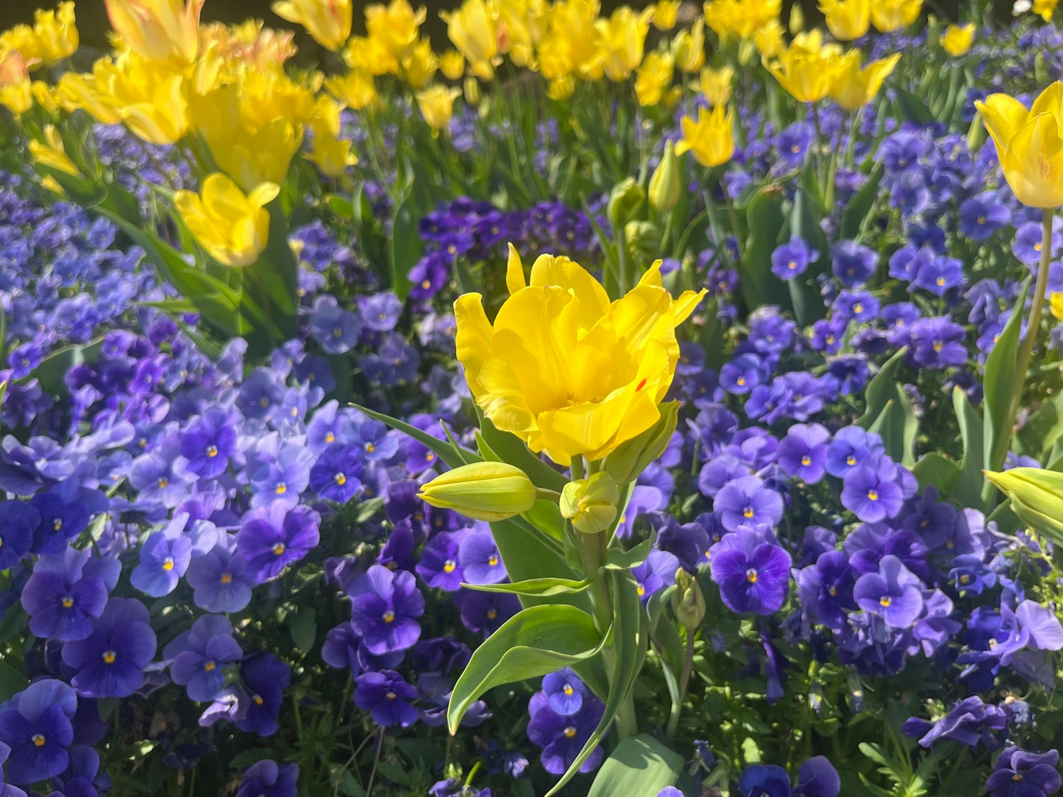 Ein lebendiges Blumenbeet mit gelben Tulpen und blauen Blumen