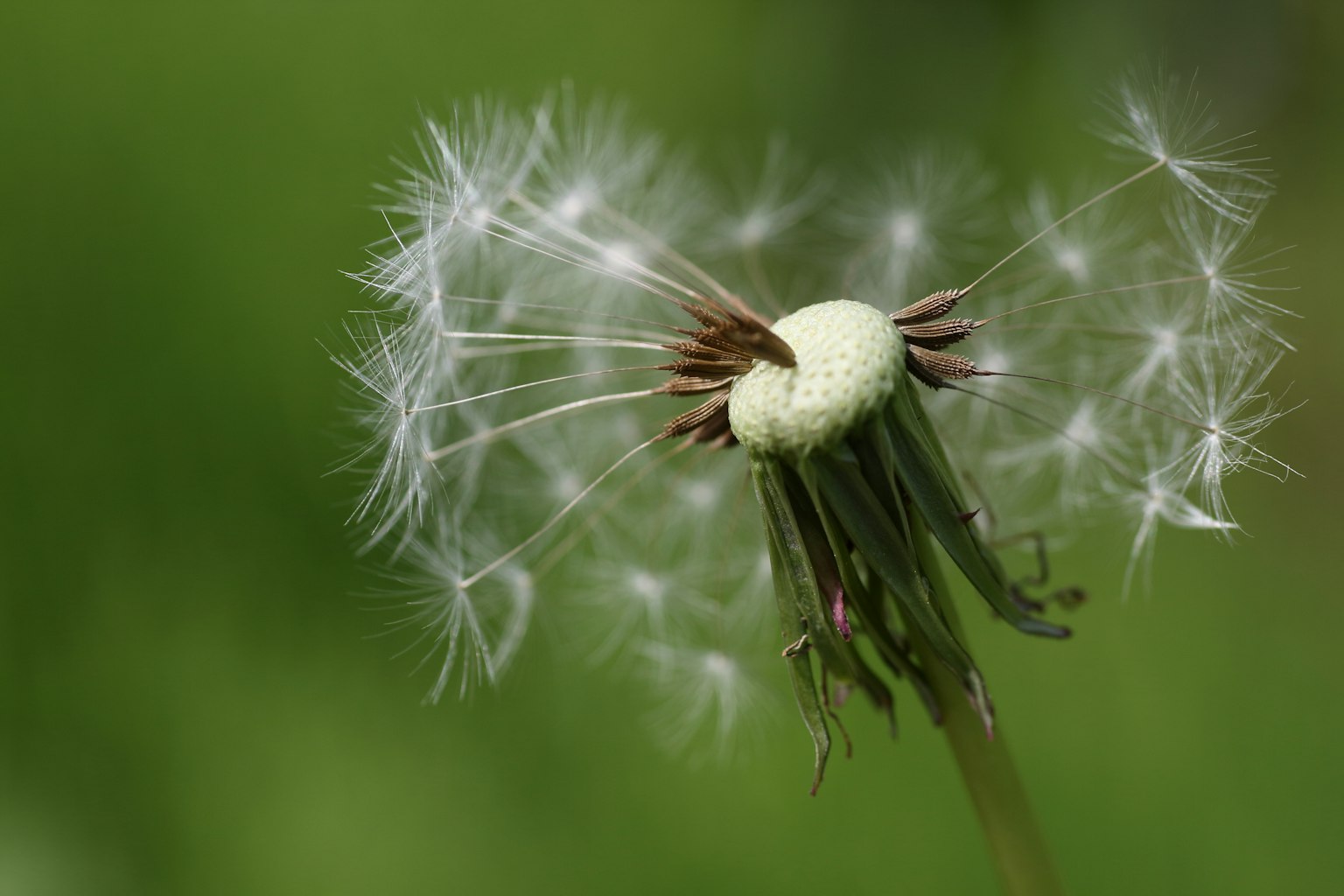 Dandelion seeds dispersing against a green background