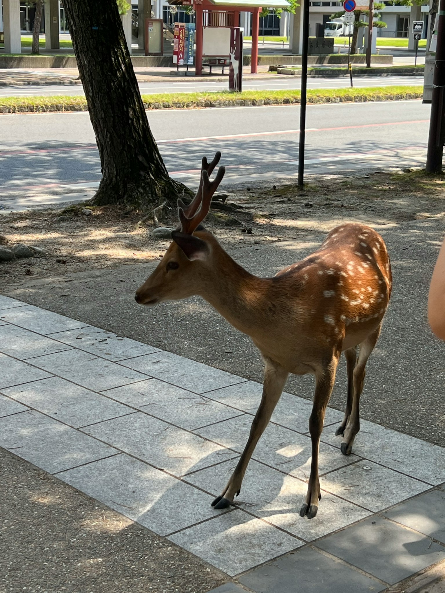 A small deer walking on a paved path