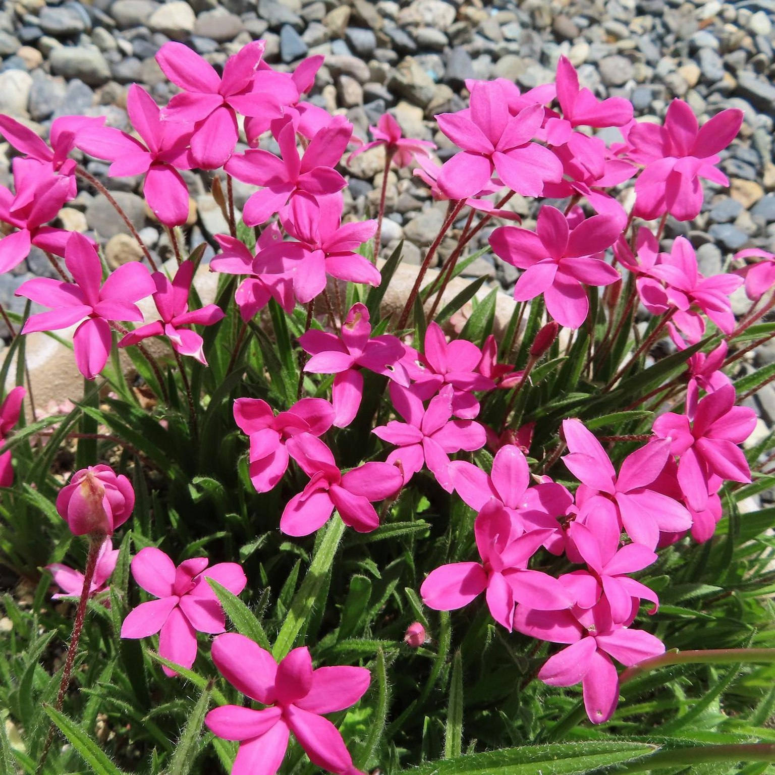 Nahaufnahme von leuchtend rosa Blumen mit grünen Blättern umgeben von kleinen Kieselsteinen