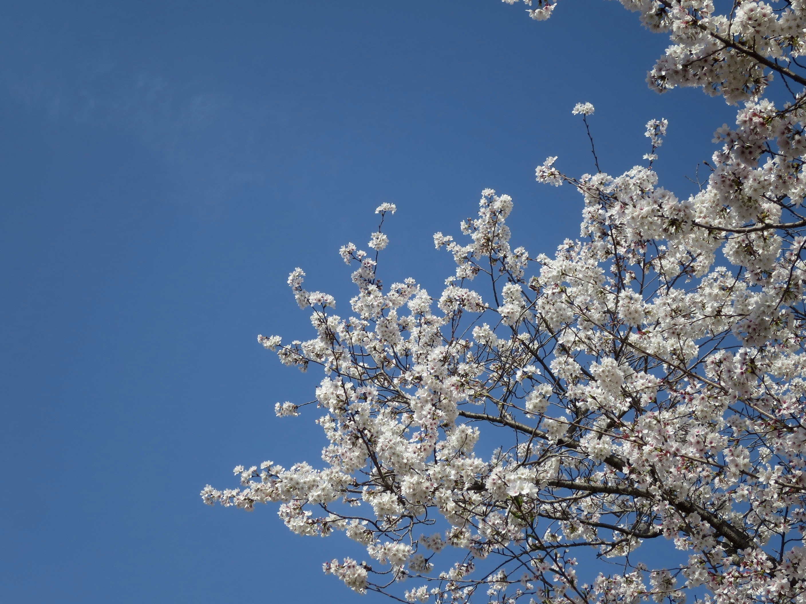 青空に映える桜の花咲く枝先