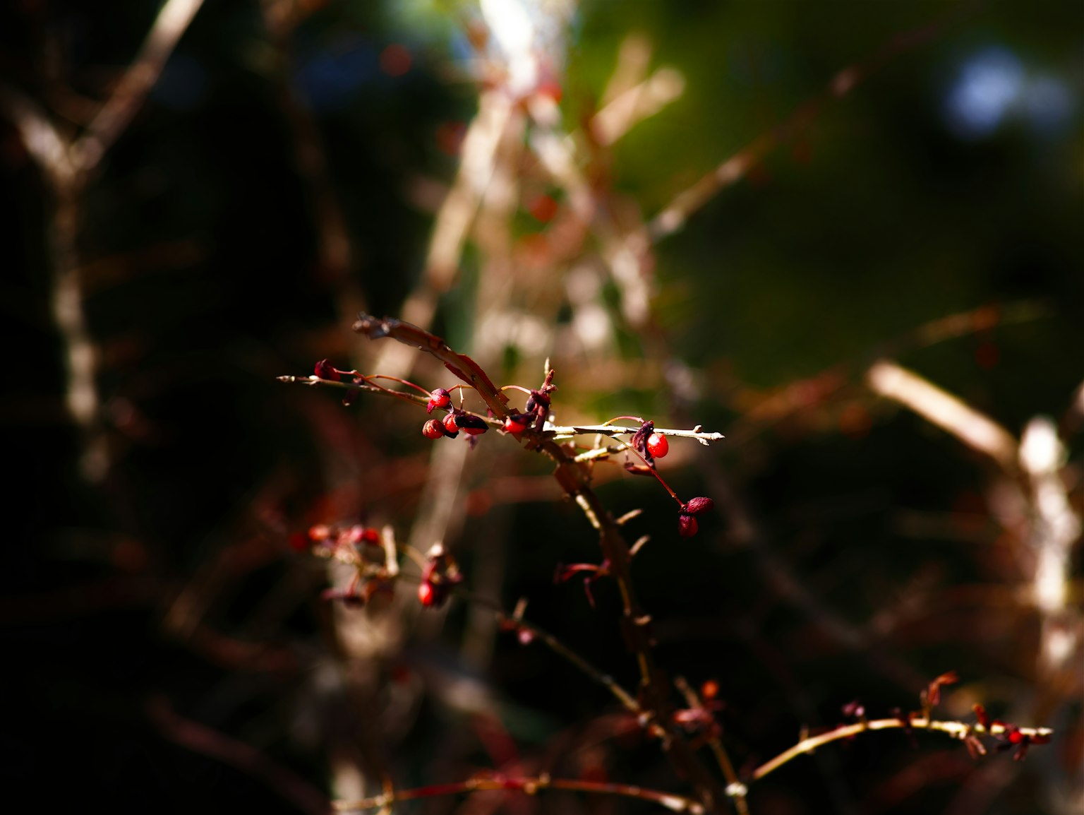 Ramas delgadas con brotes rojos prominentes contra un fondo oscuro
